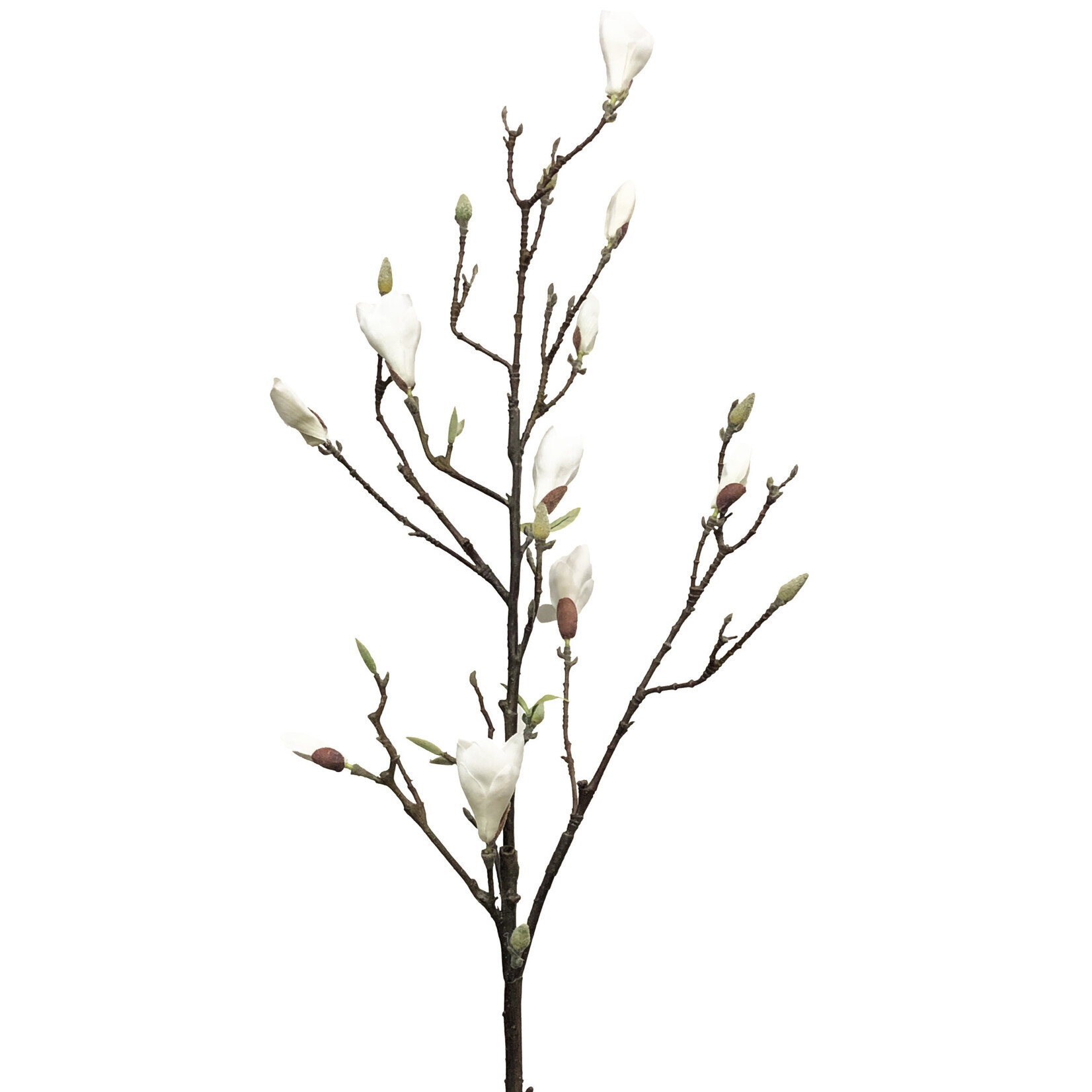 52" MAGNOLIA STEM CREAM