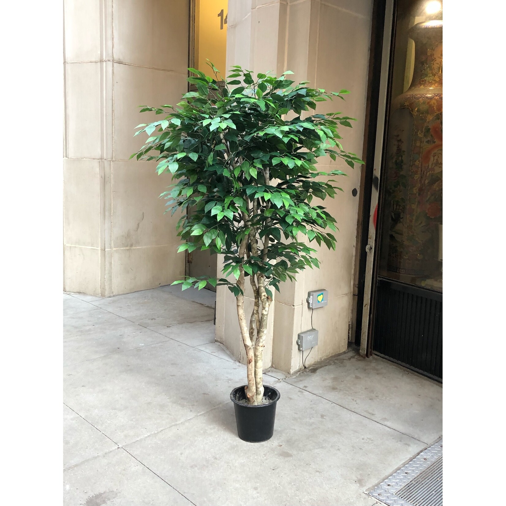 6' FICUS TREE