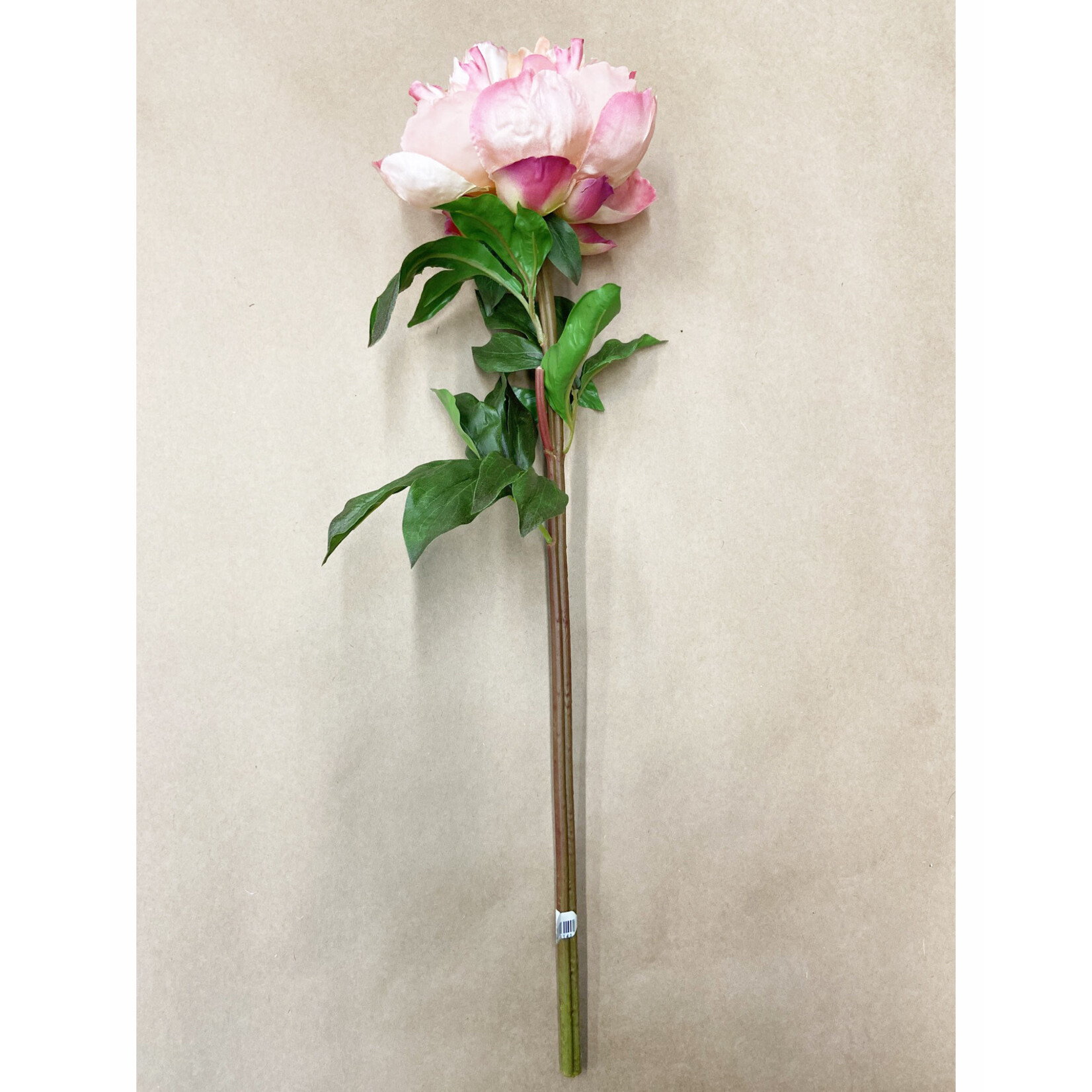 21" PEONY OPEN SHORT STEM SALMON