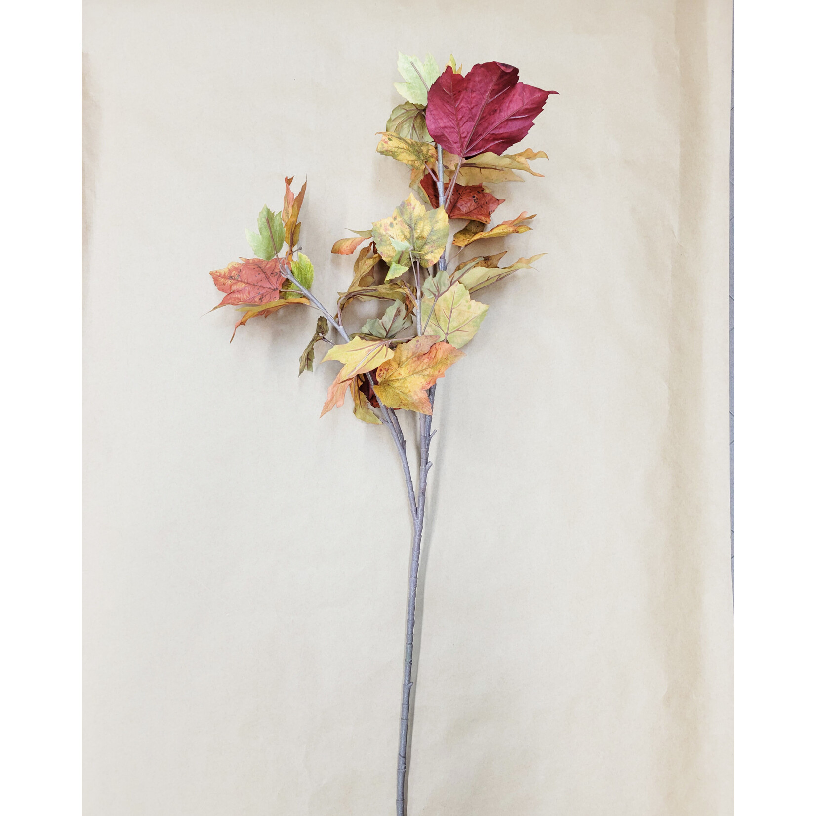 50"  MAPLE  LEAF ORANGE