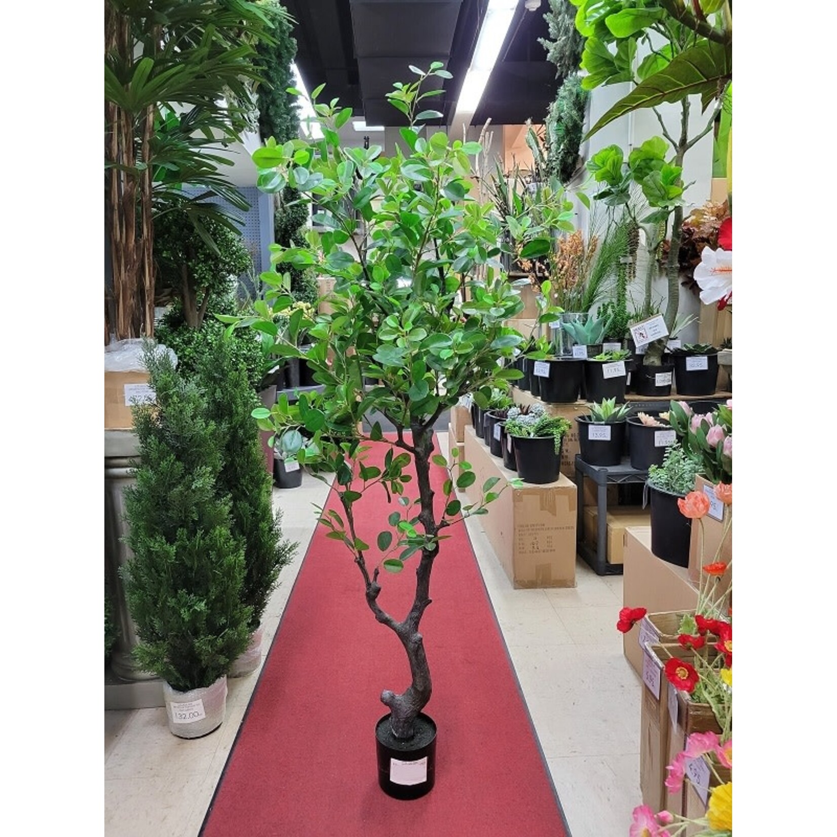 6' EVA FICUS TREE IN POT GREEN