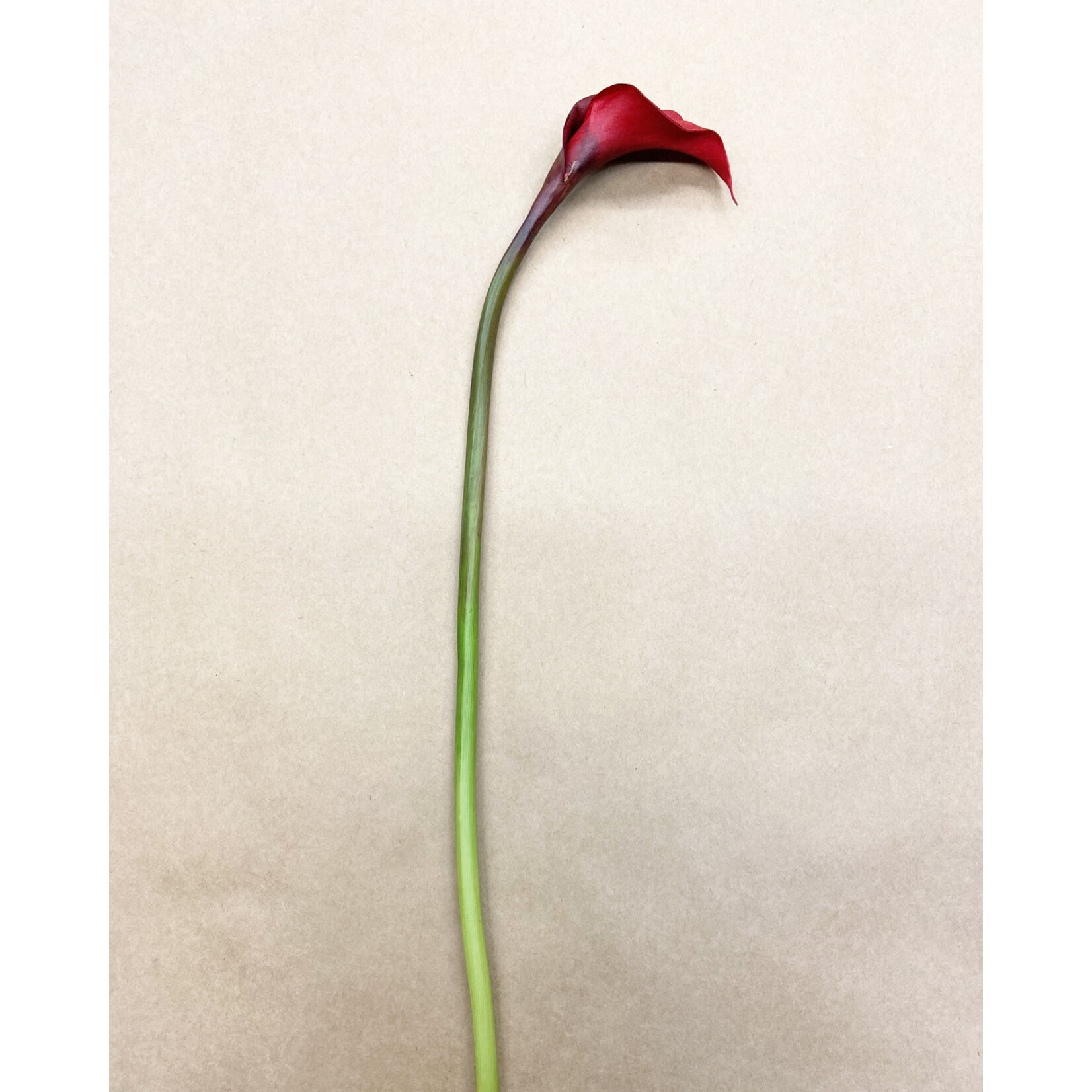19.5" CALLA LILY RED