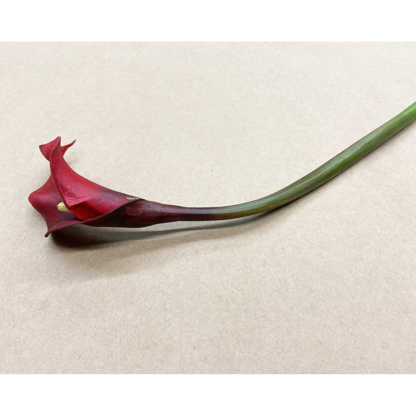 19.5" CALLA LILY RED