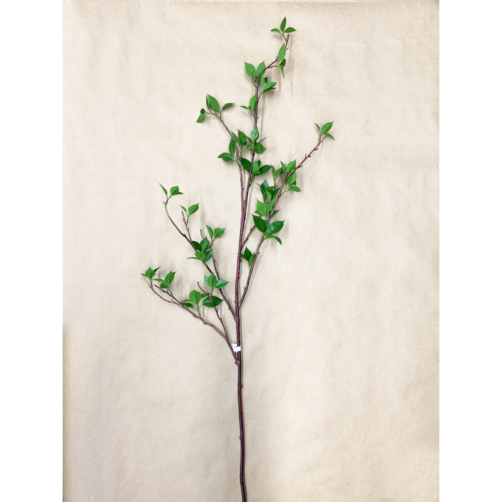 54" BIRCH BRANCH W LEAVES GREEN