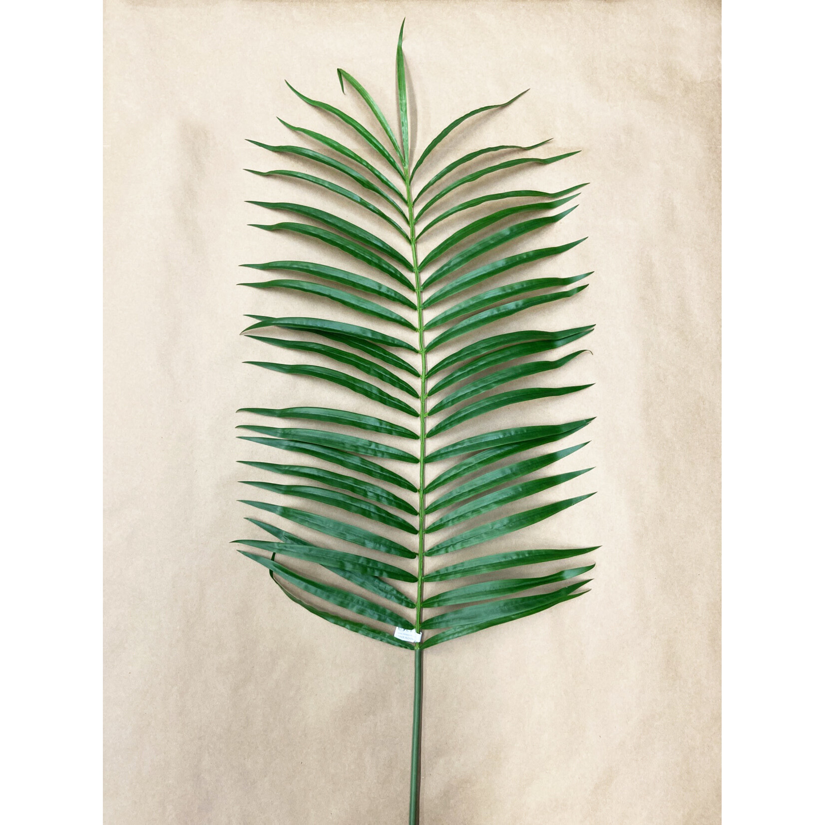 68" KENTIA PALM LEAF GREEN