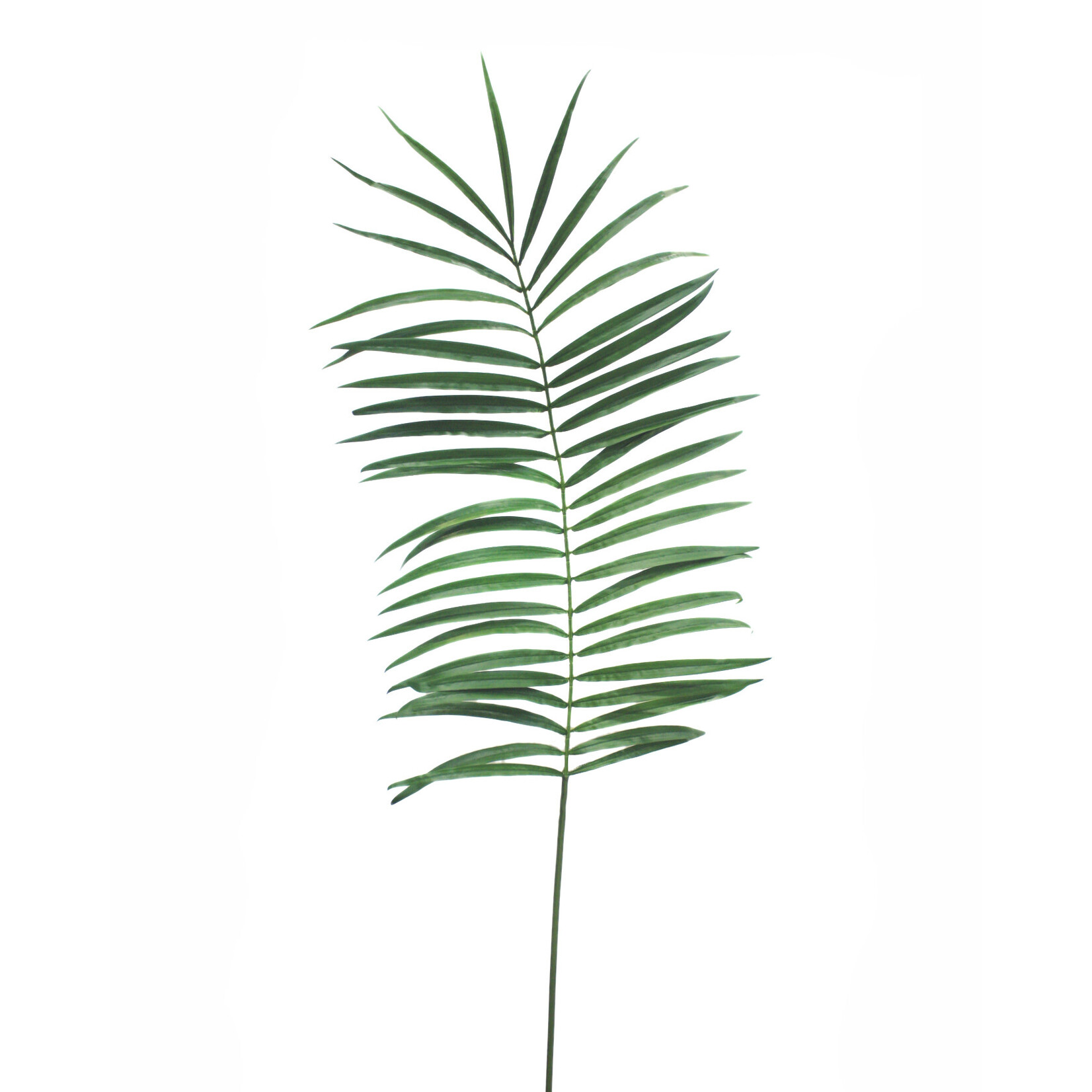 68" KENTIA PALM LEAF GREEN