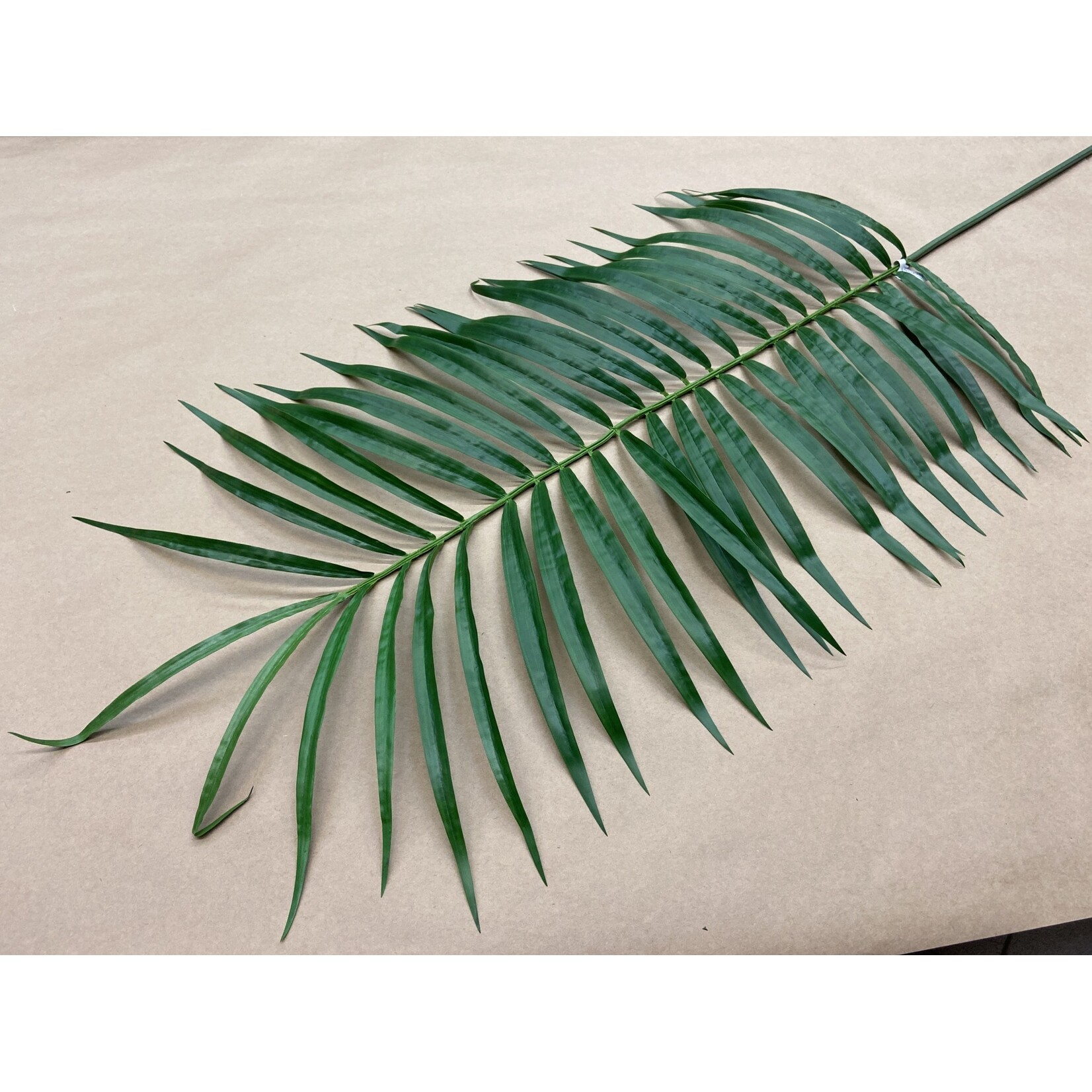 68" KENTIA PALM LEAF GREEN