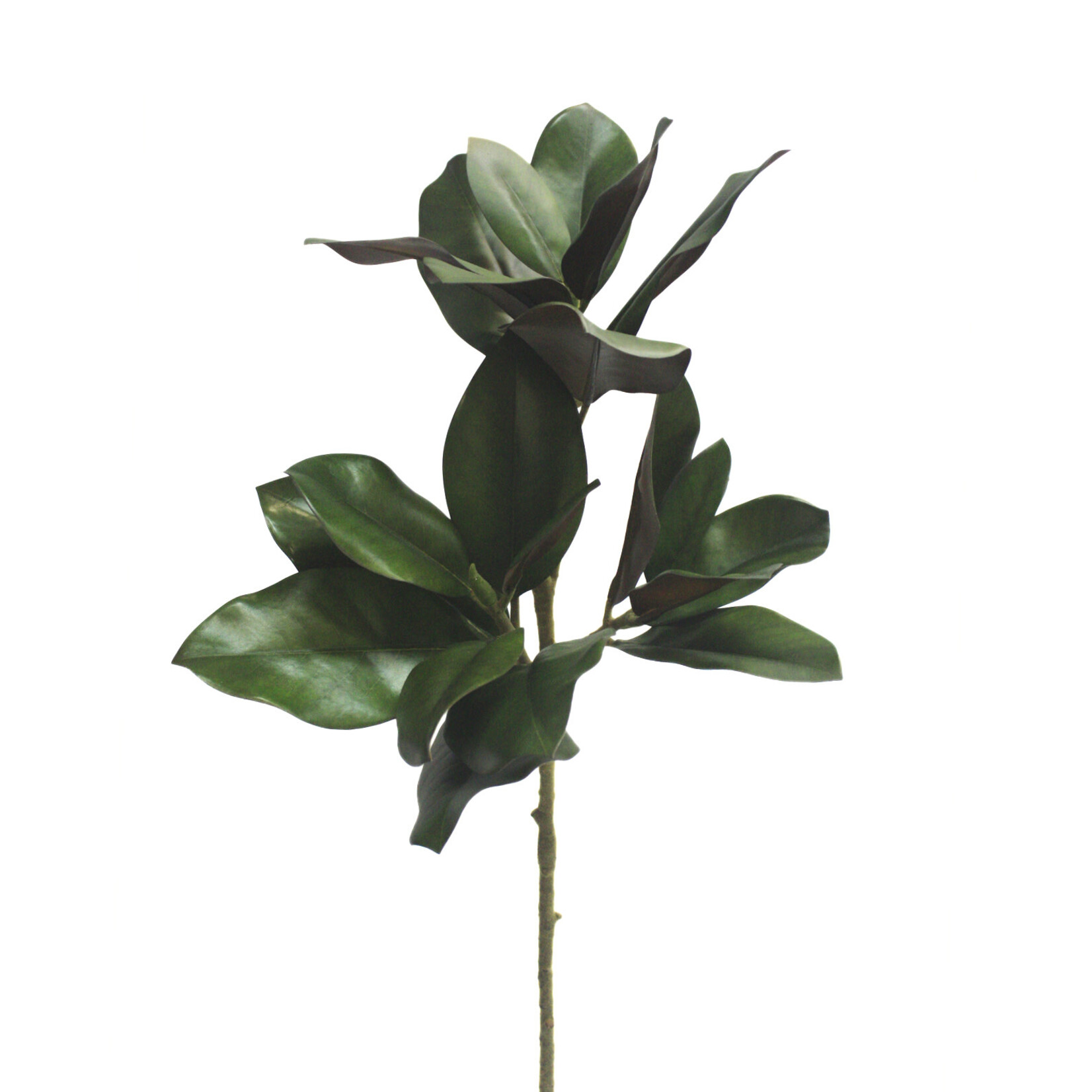 32" MAGNOLIA STEM GREEN
