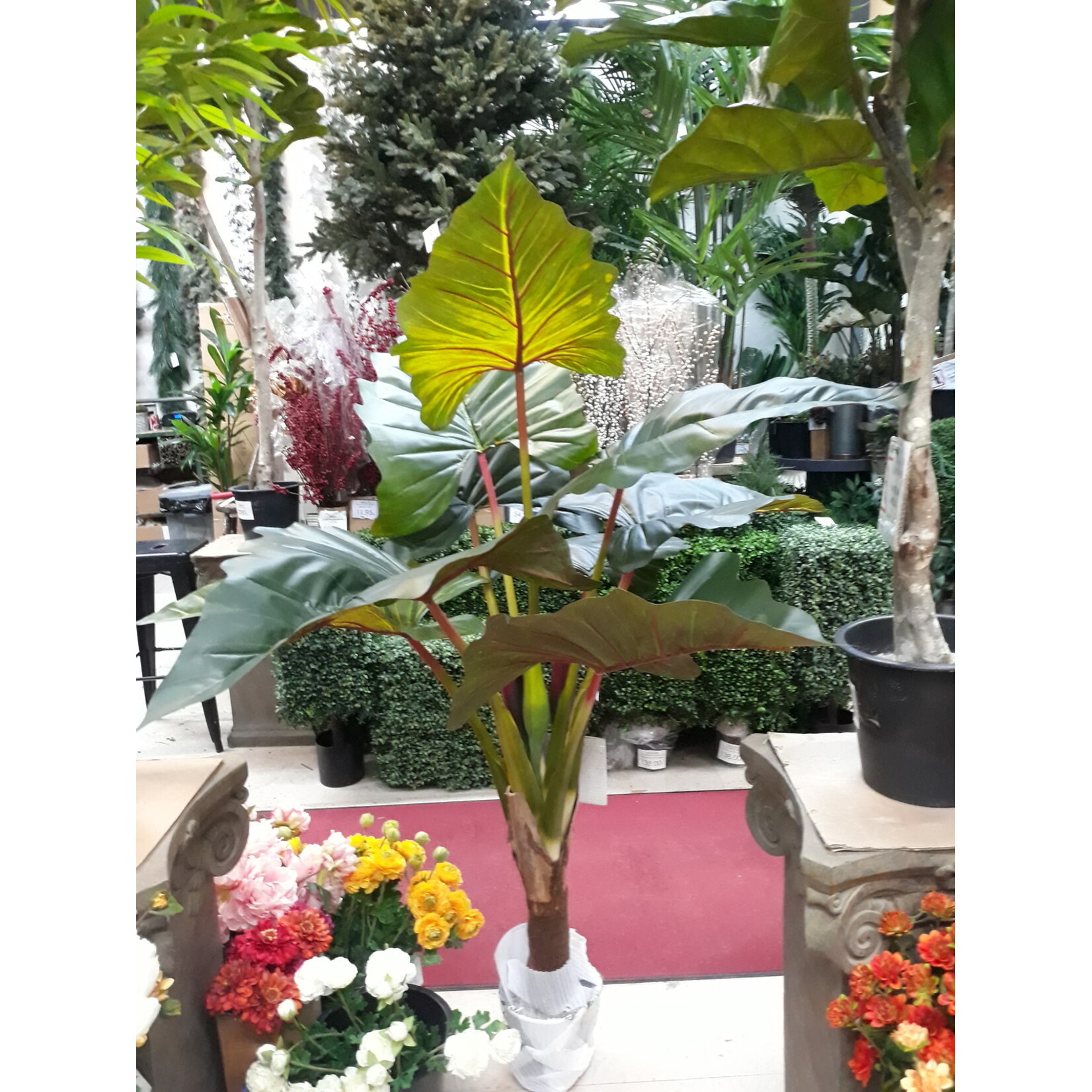 58" PHILO RED PRINCE IN POT GREEN