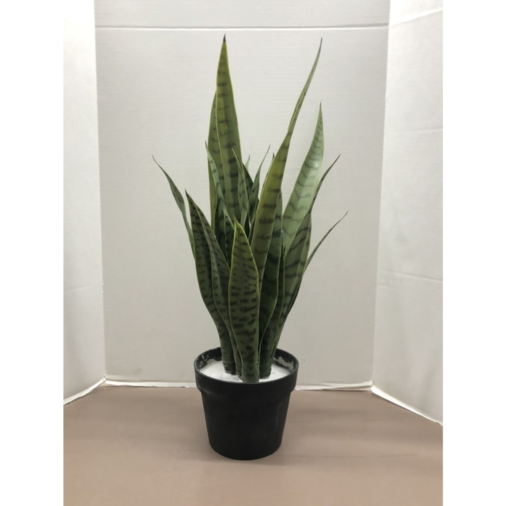 24" SANSEVIERIA IN PLASTIC POT GREEN