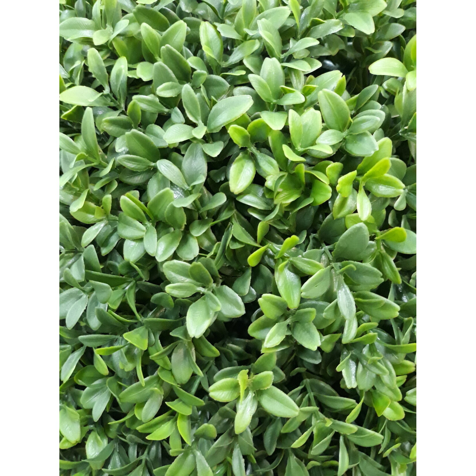 21" BOXWOOD BALL GREEN