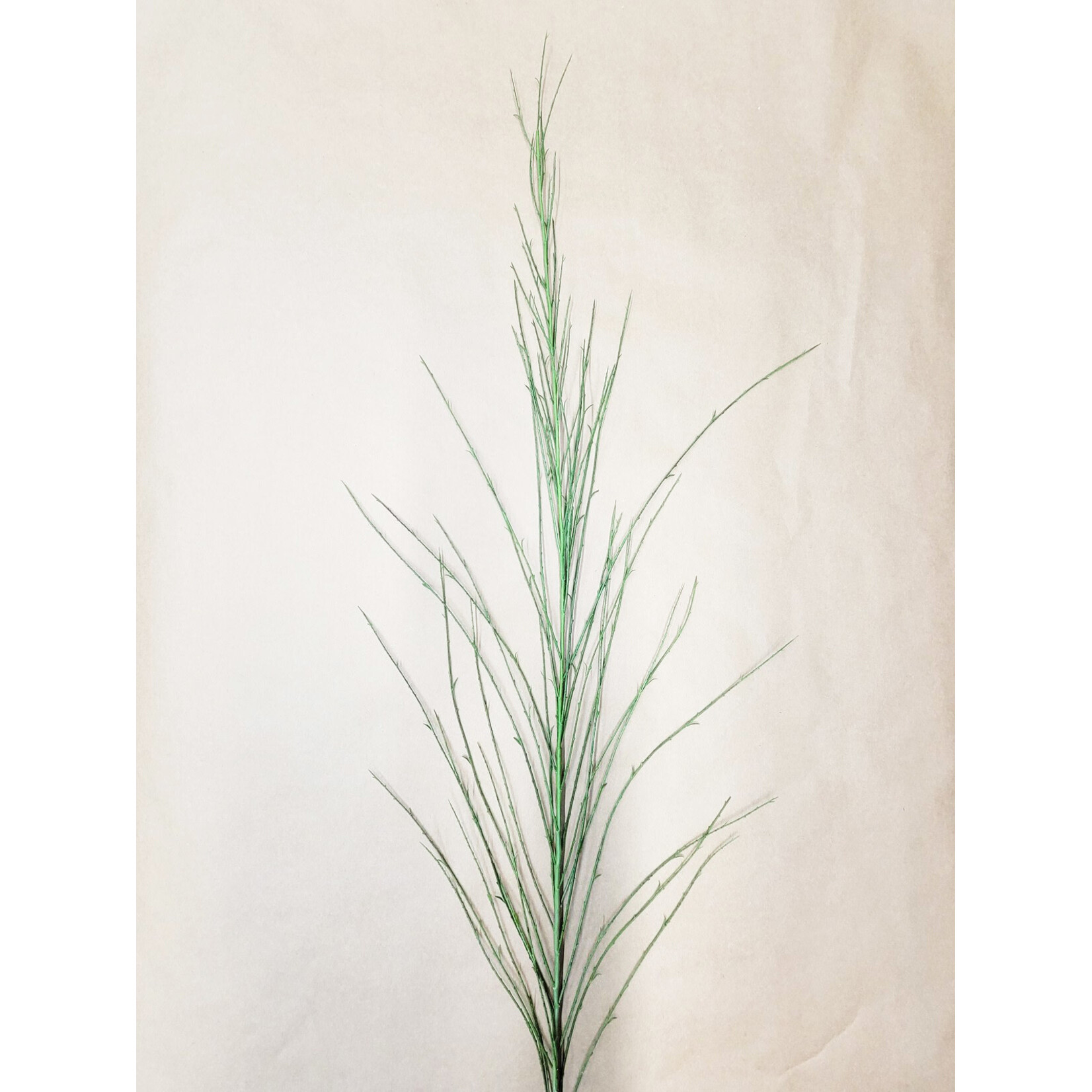 52'' SCOTCH BROOM GREEN