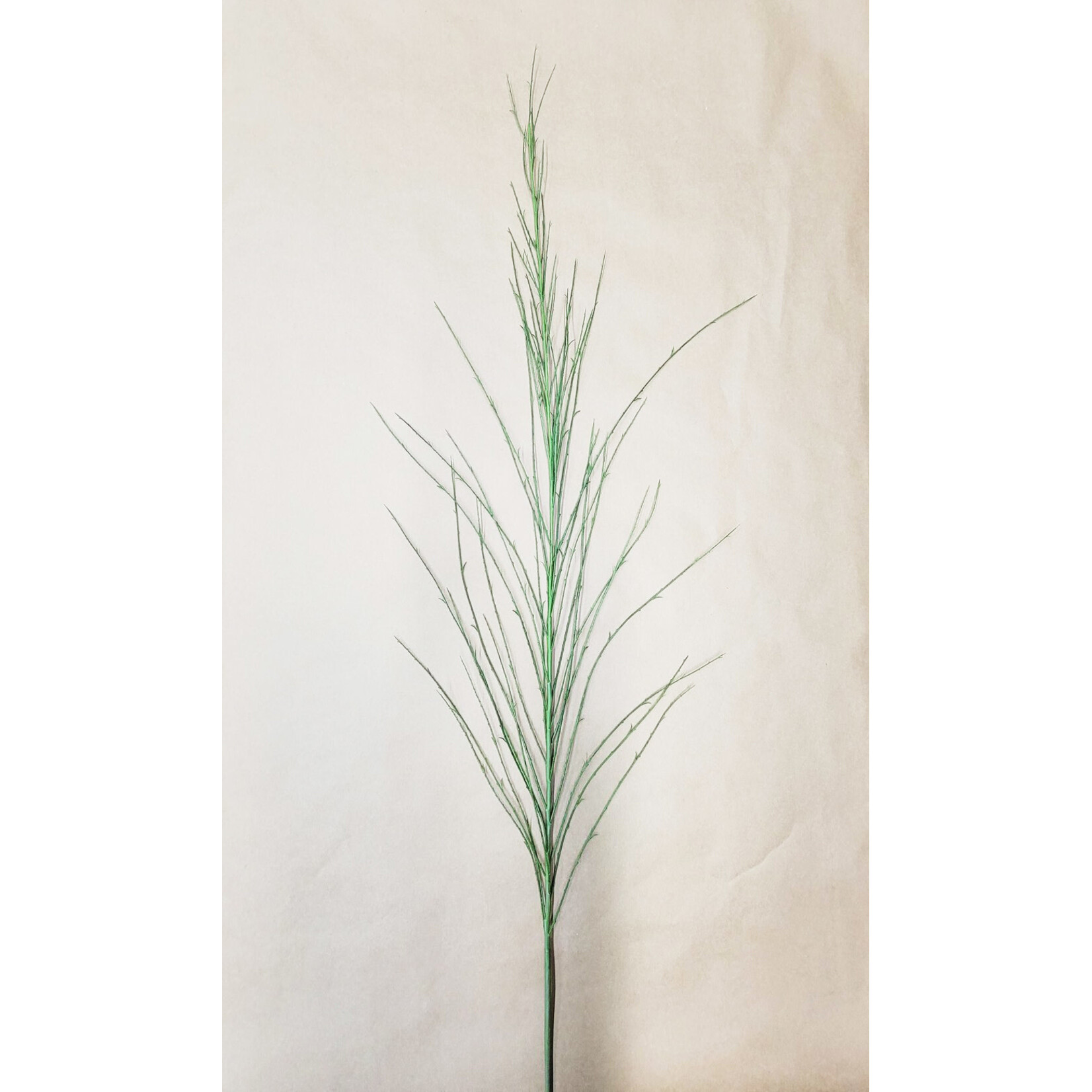 52'' SCOTCH BROOM GREEN