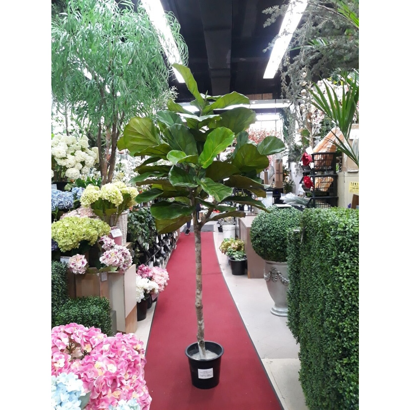 7' FIDDLE LEAF TREE LARGE LEAF