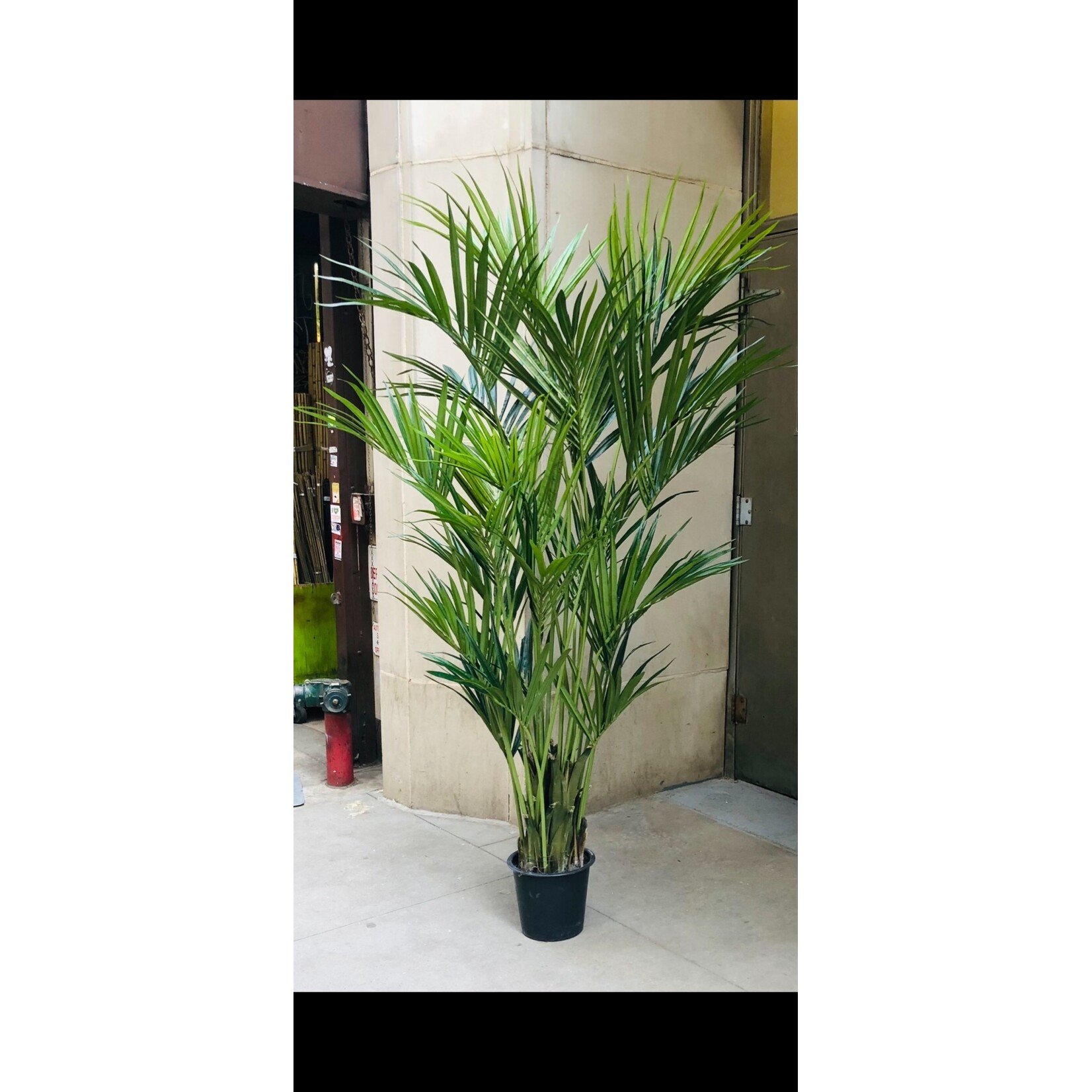 8’ KENTIA PALM TREE (2X)