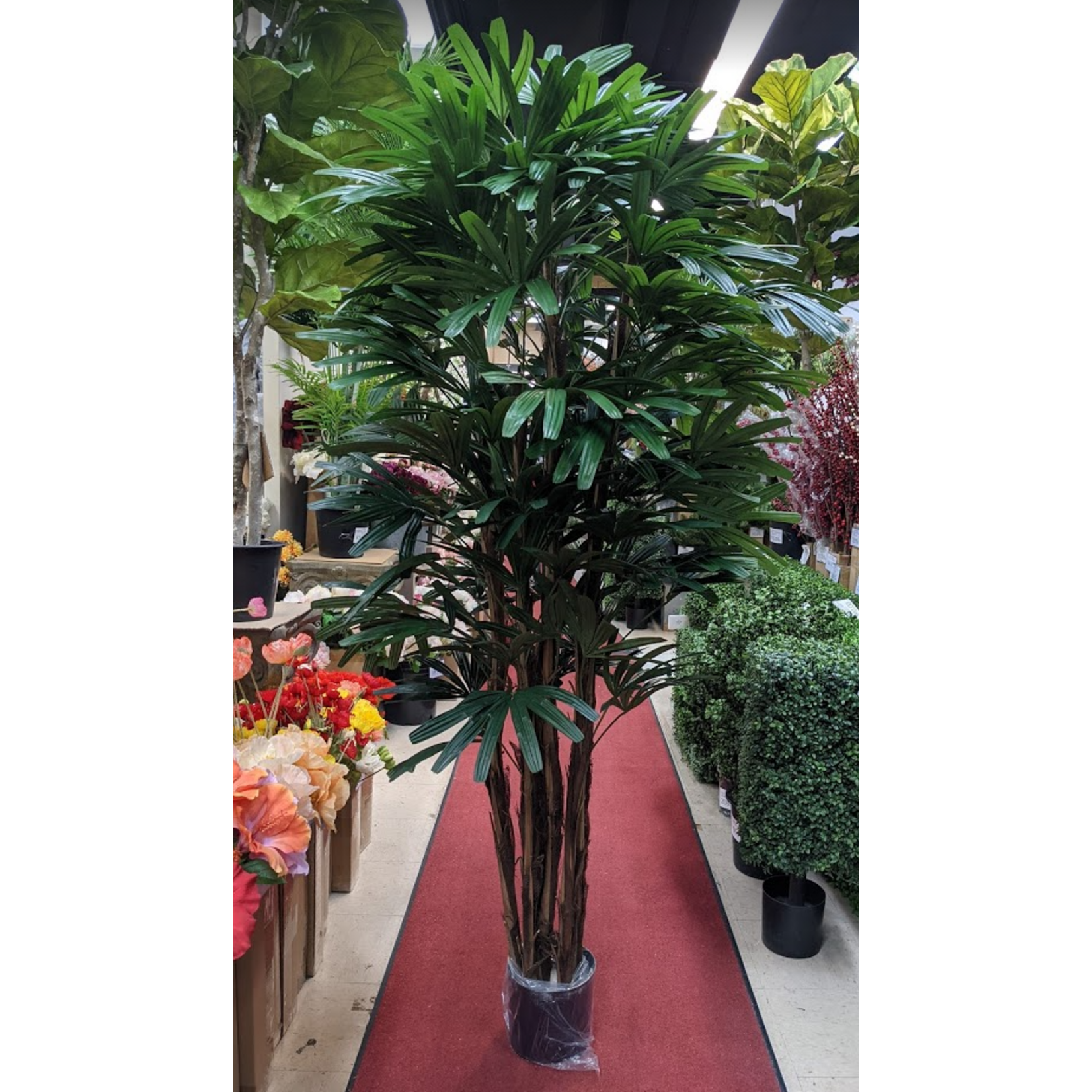 6' RHAPIS TREE GREEN IN POT TWO TONE