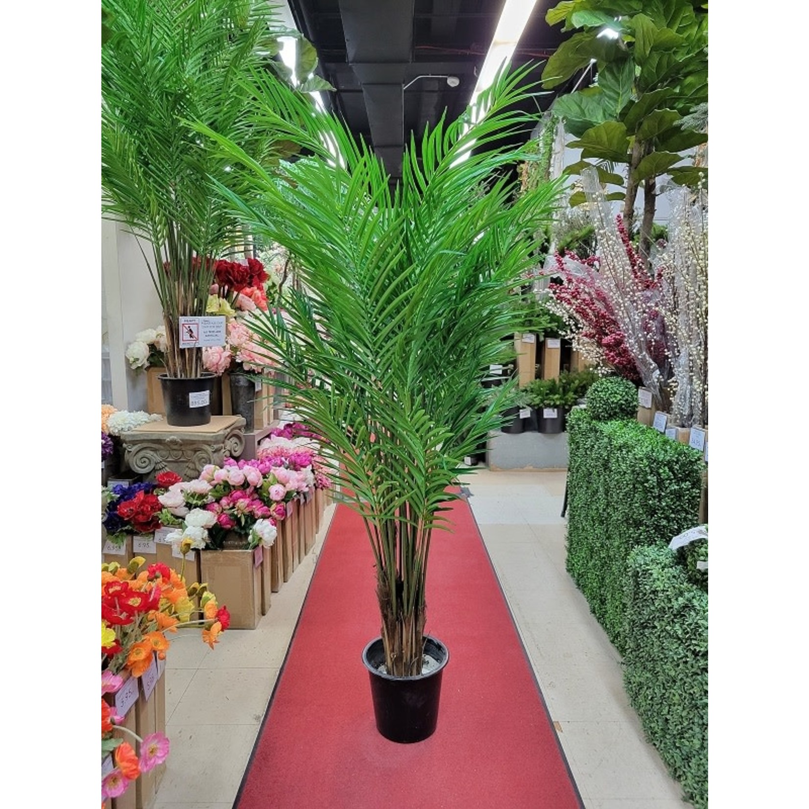 6' ARECA PALM TREE IN POT GREEN