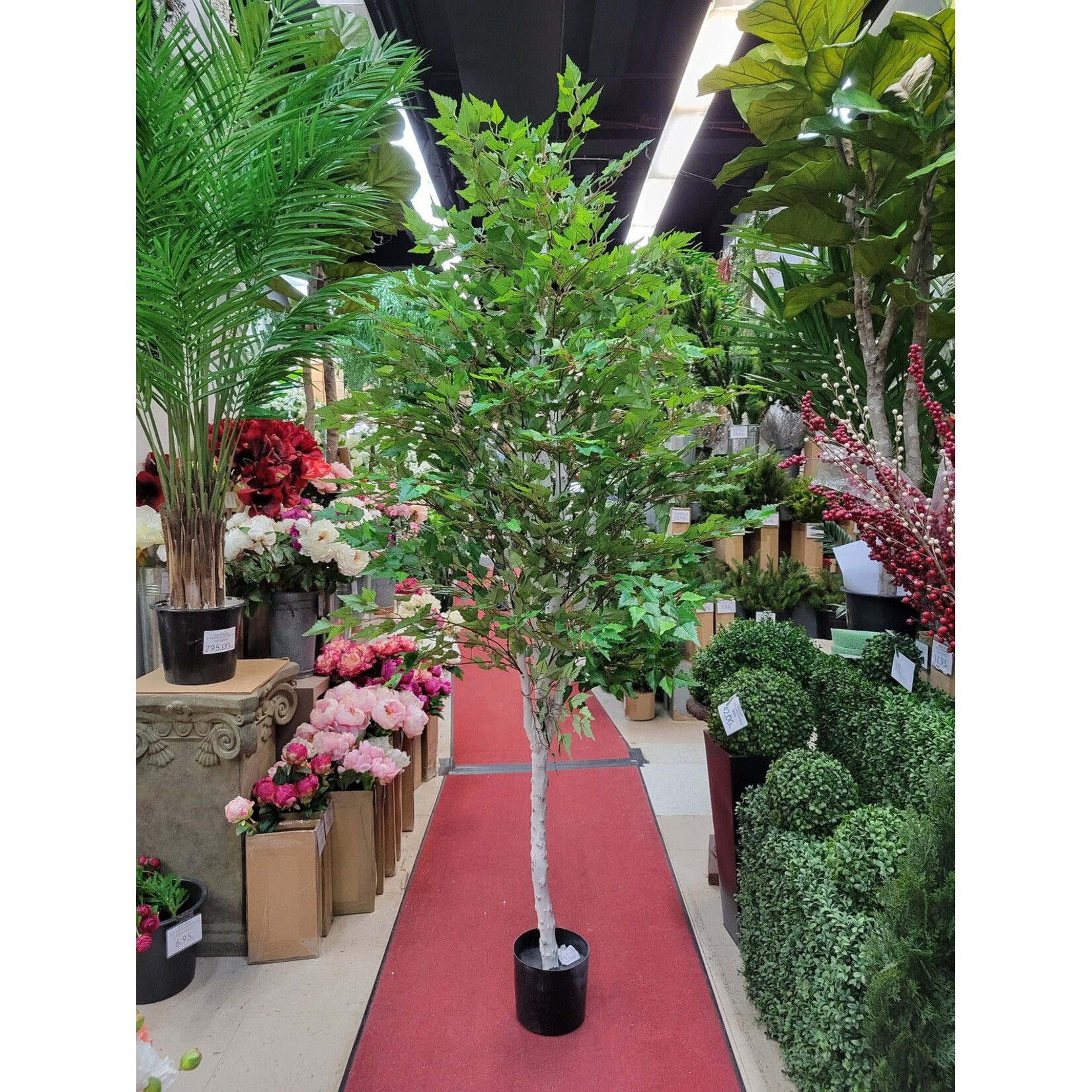 7' BIRCH TREE IN POT GREEN