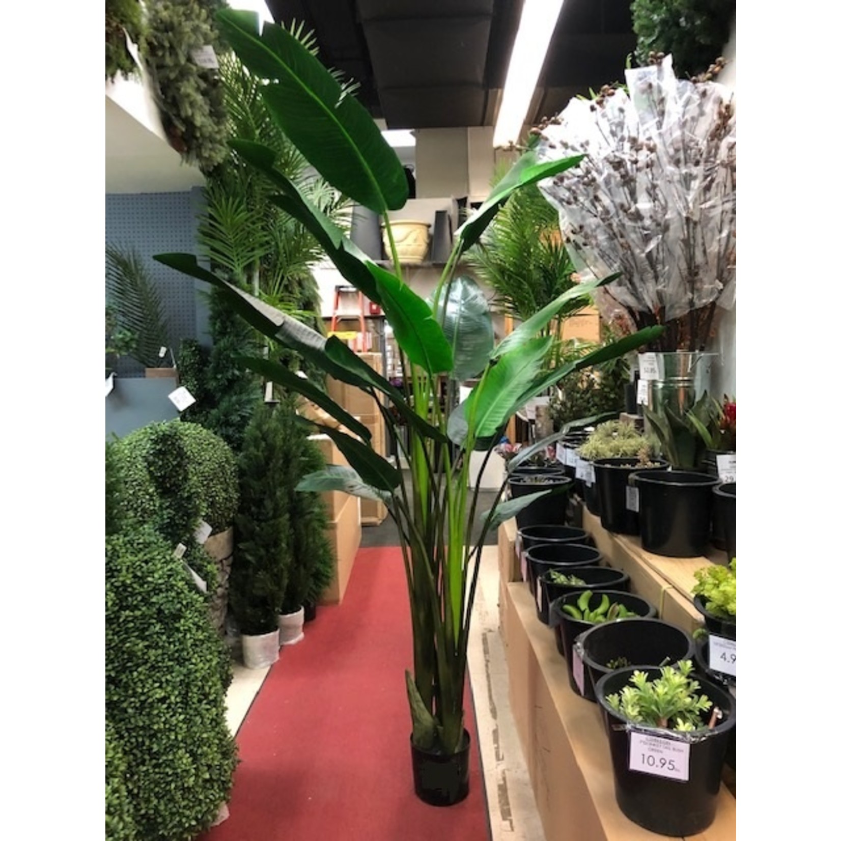 93" BIRD OF PARADISE PLANT IN POT GREEN