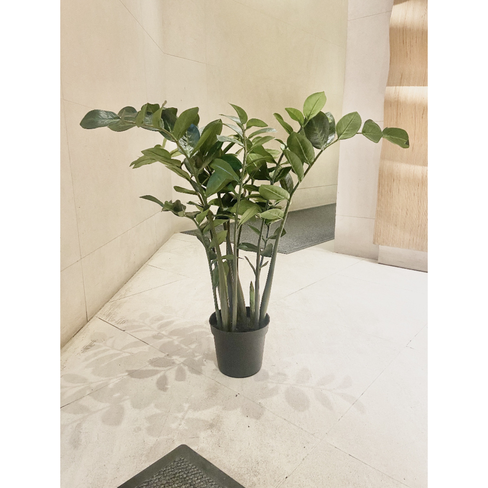 3' ZAMIOCULCAS ZAMIIFOLIA PLANT IN POT GREEN