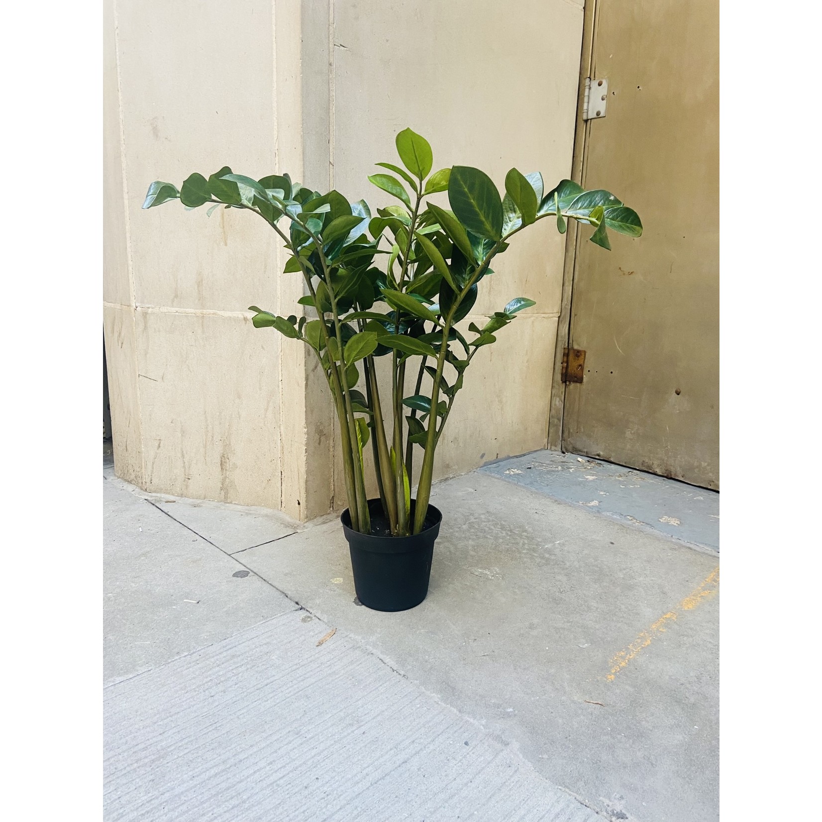 3' ZAMIOCULCAS ZAMIIFOLIA PLANT IN POT GREEN