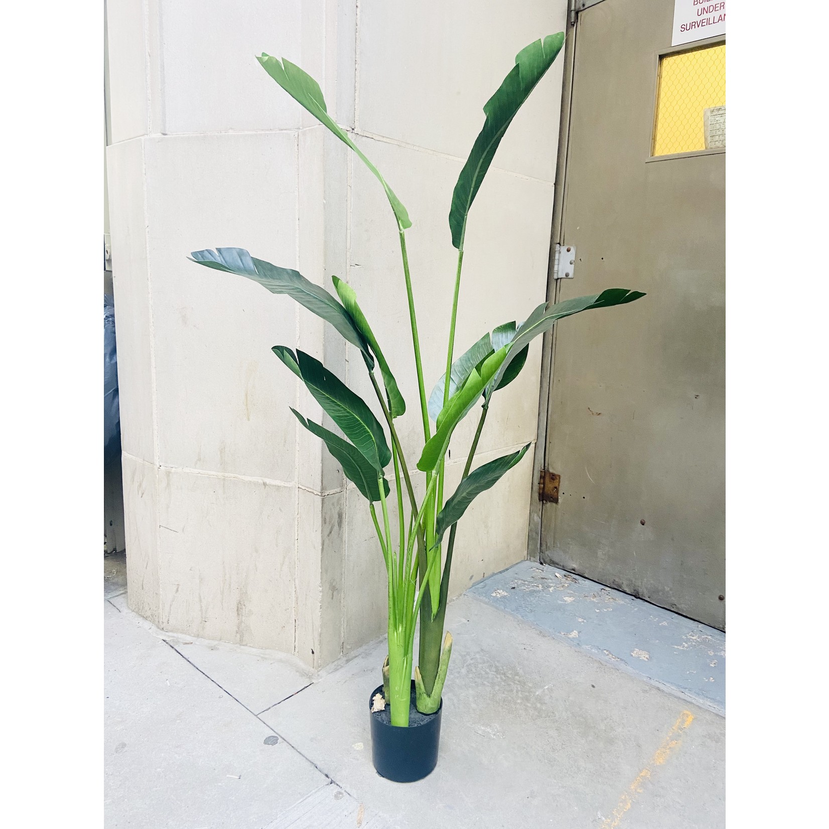 5' BIRD OF PARADISE PLANT IN POT GREEN