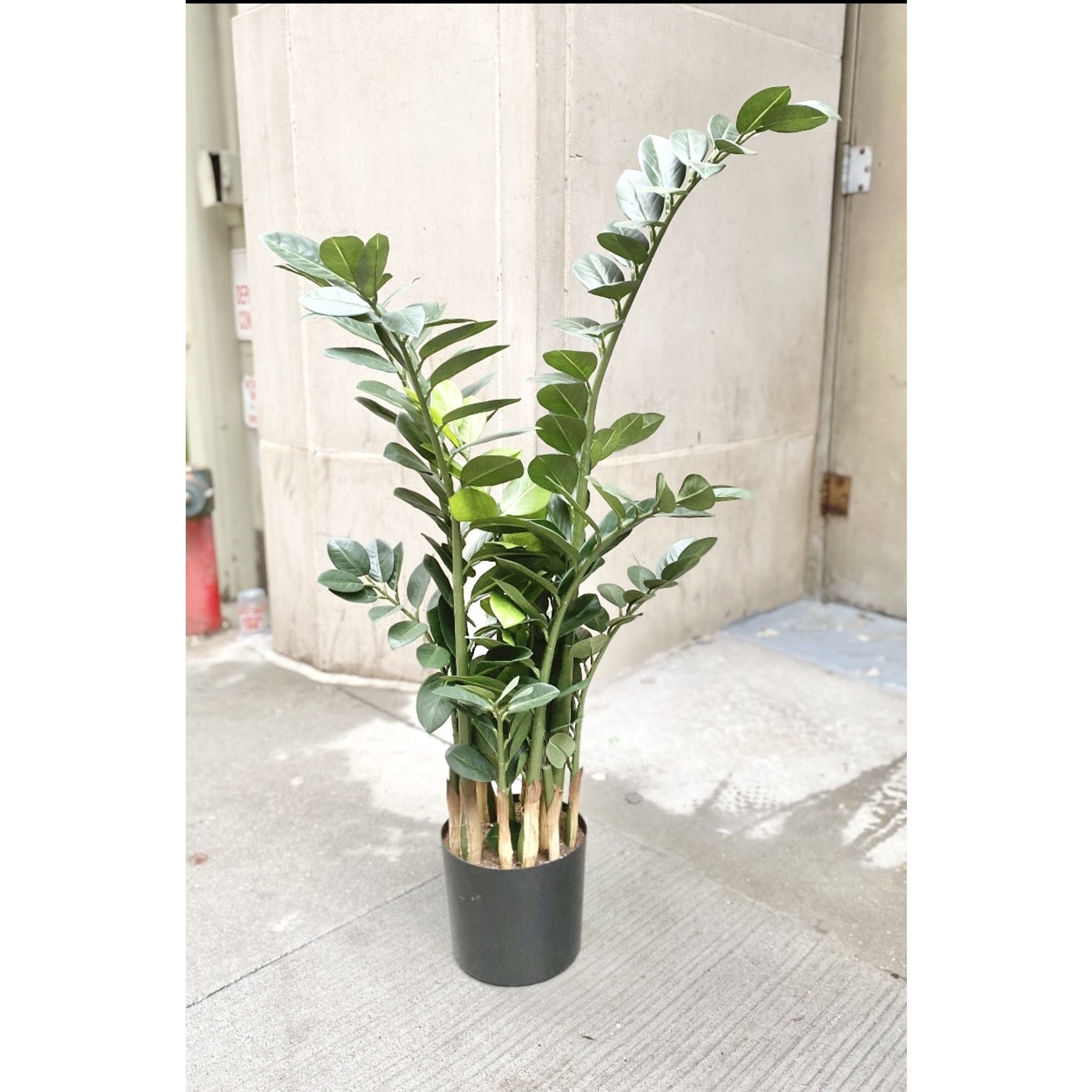 42" ZAMIOCULCAS PLANT IN POT GREEN