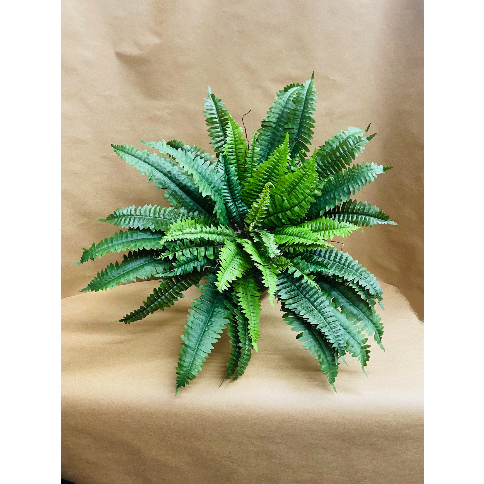25" BOSTON FERN BUSH GREEN