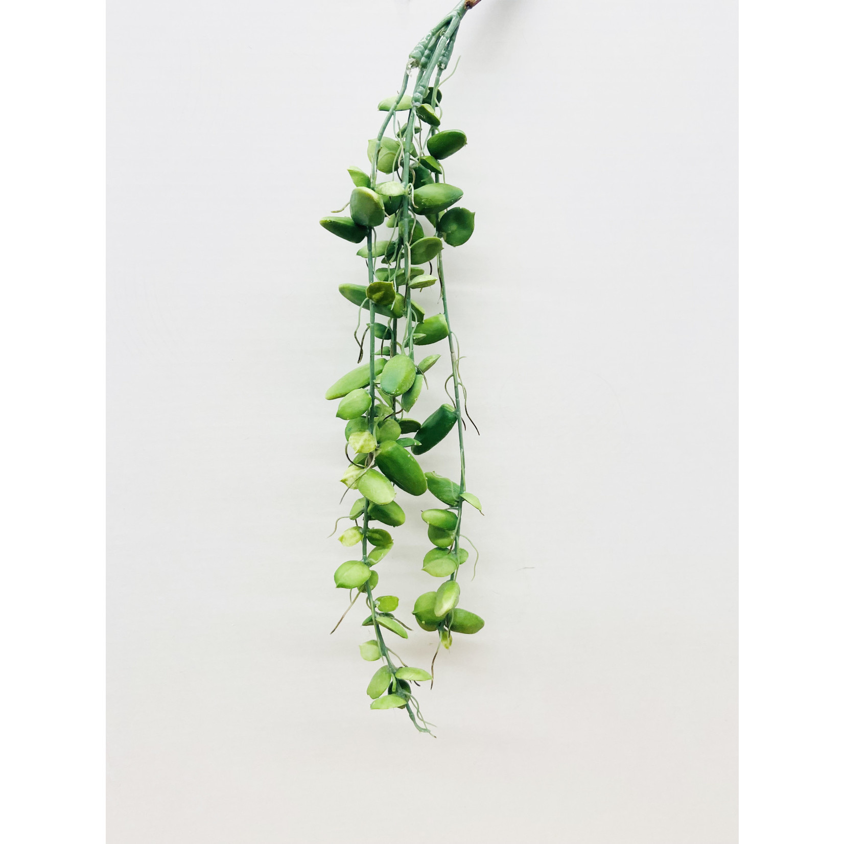 24" DISCHIDIA HANGING SPRAY GREEN