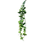CSS250-GN: 24"DISCHIDIA HANGING SPRAY GREEN