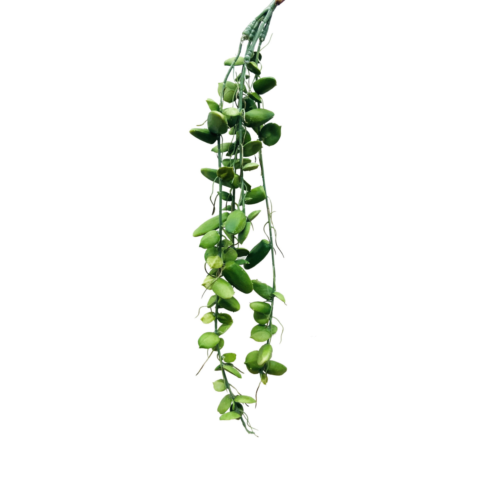 24" DISCHIDIA HANGING SPRAY GREEN