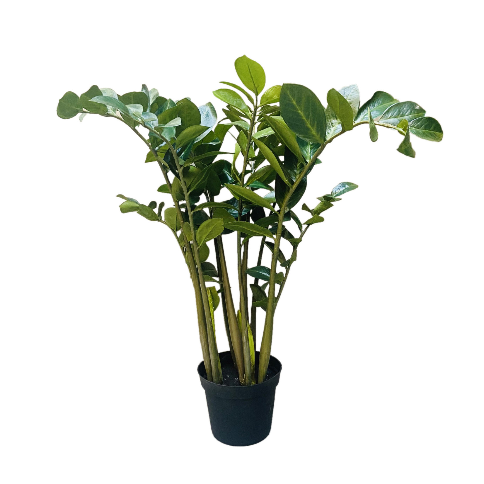 3' ZAMIOCULCAS ZAMIIFOLIA PLANT IN POT GREEN
