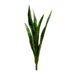 CGE627-GN: 24" MOTHER-IN-LAW'S TONGUE GREEN