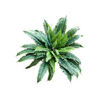 CGF265-GN: 25" BOSTON FERN BUSH GREEN
