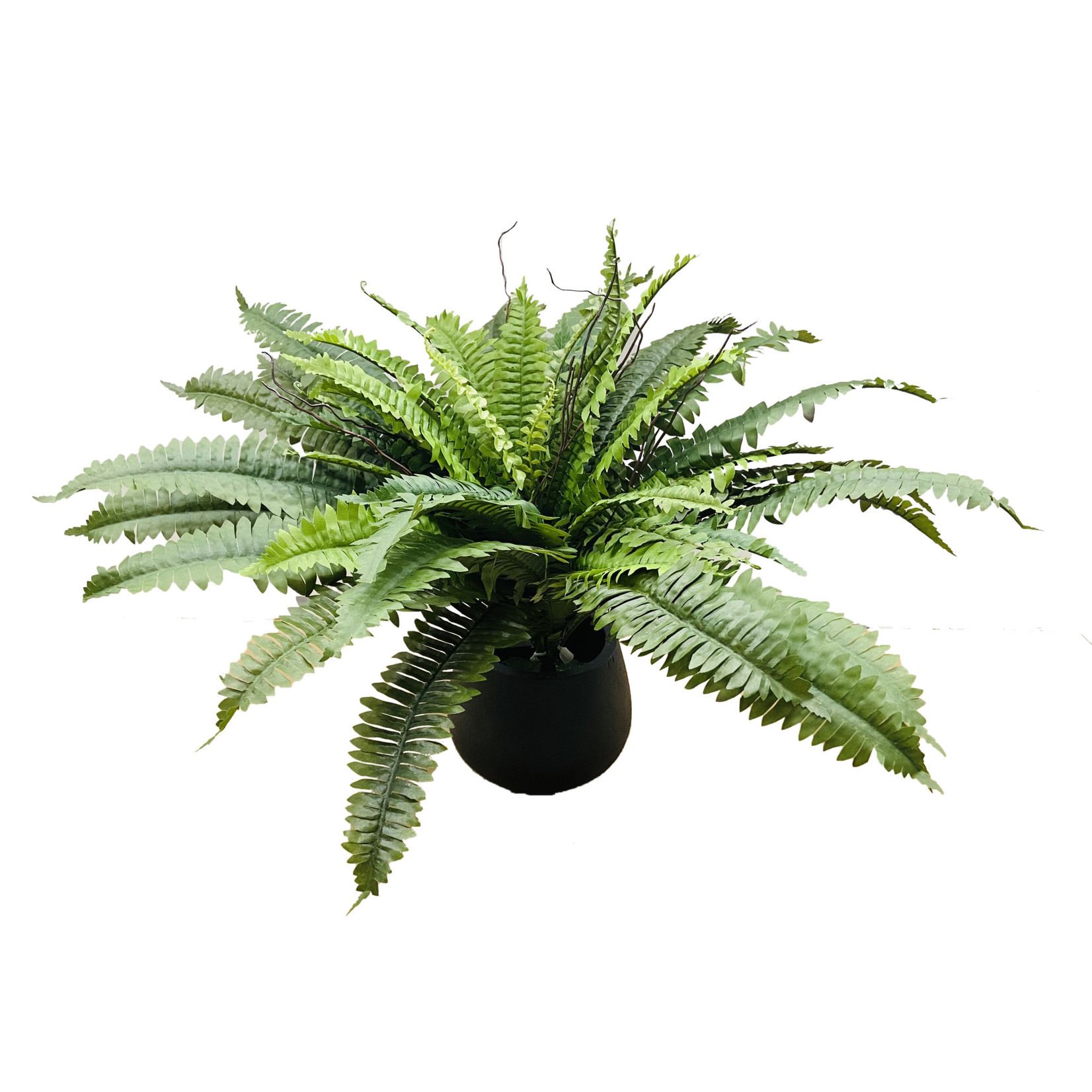 25" BOSTON FERN BUSH GREEN