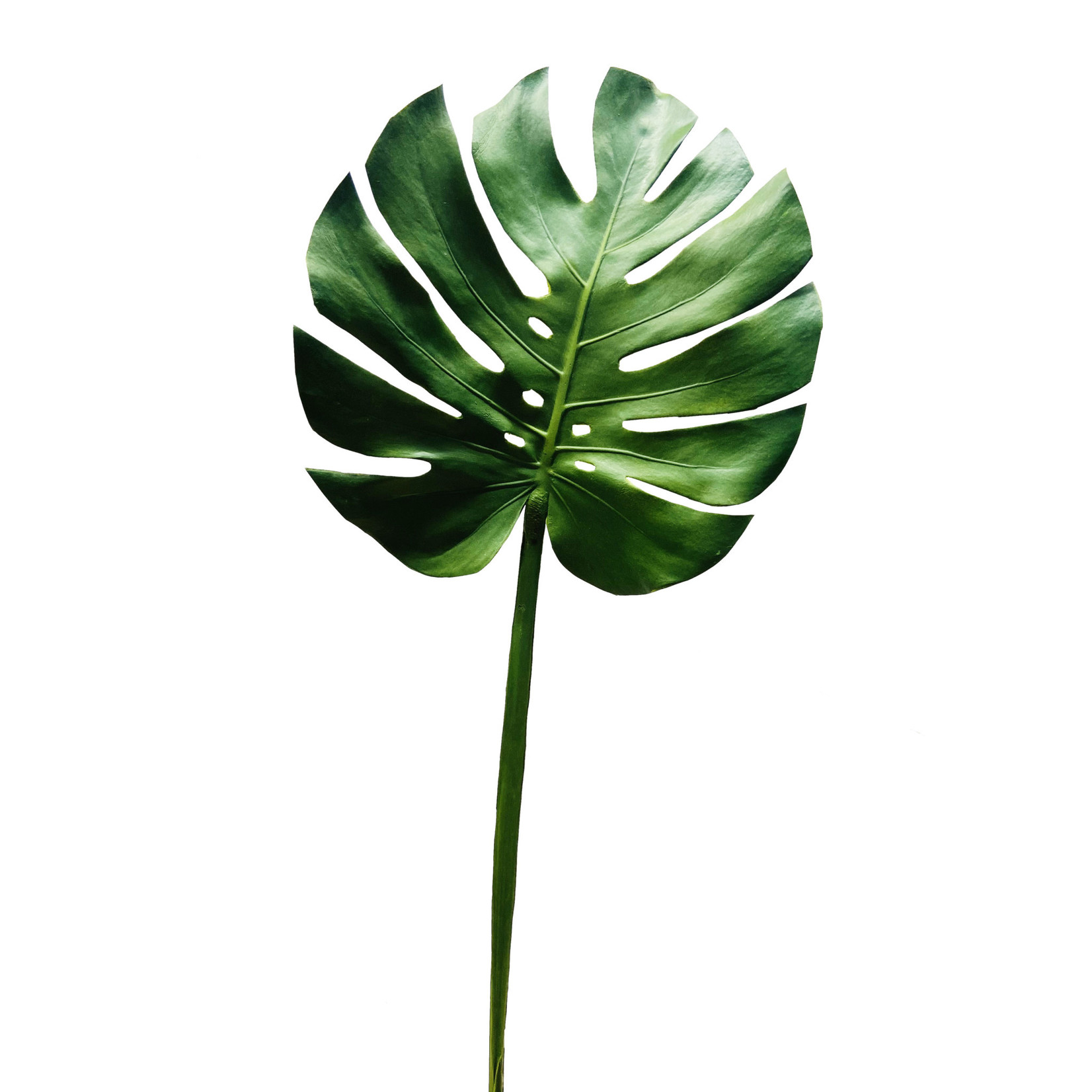 38" MONSTERA LEAF SPRAY GREEN