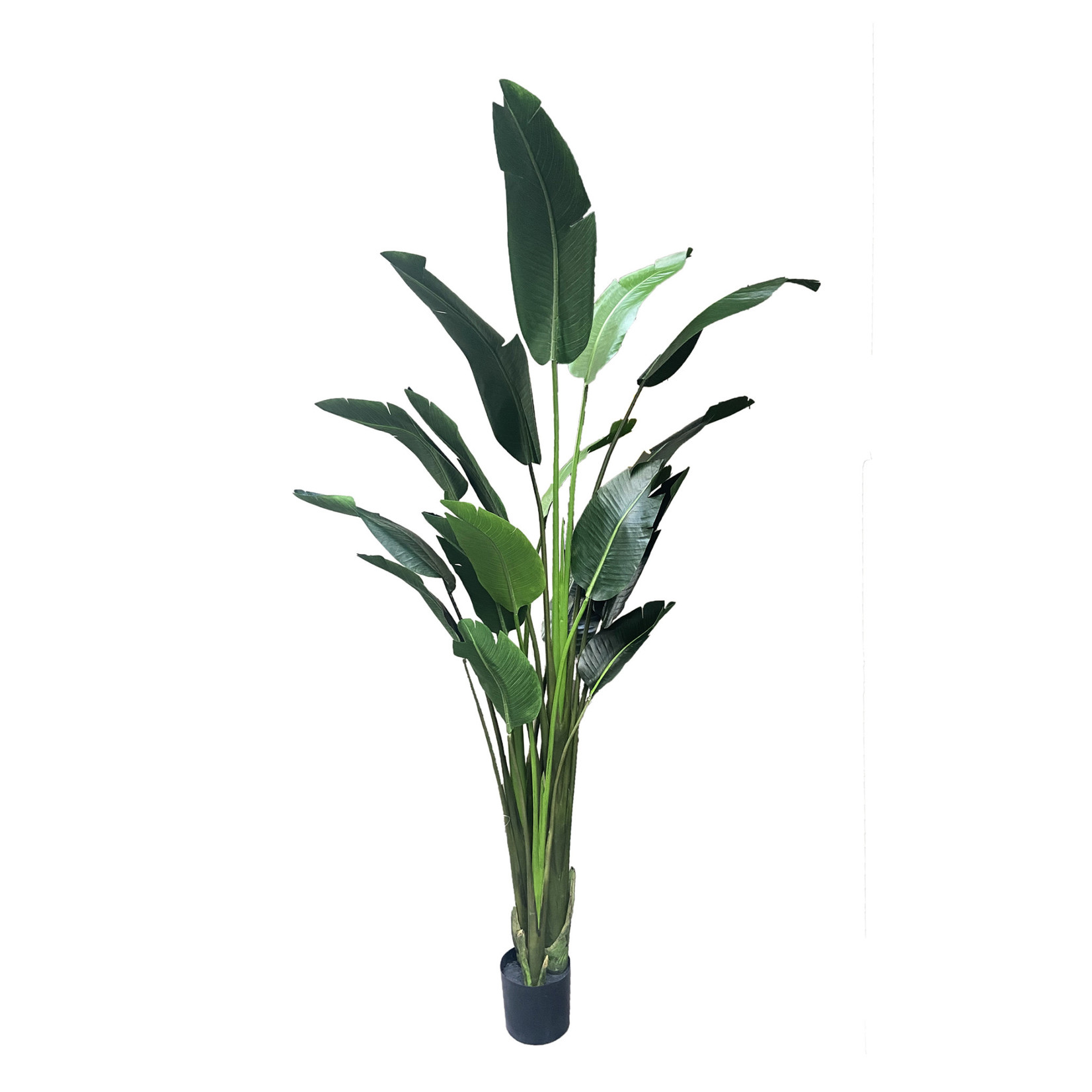 93" BIRD OF PARADISE PLANT IN POT GREEN