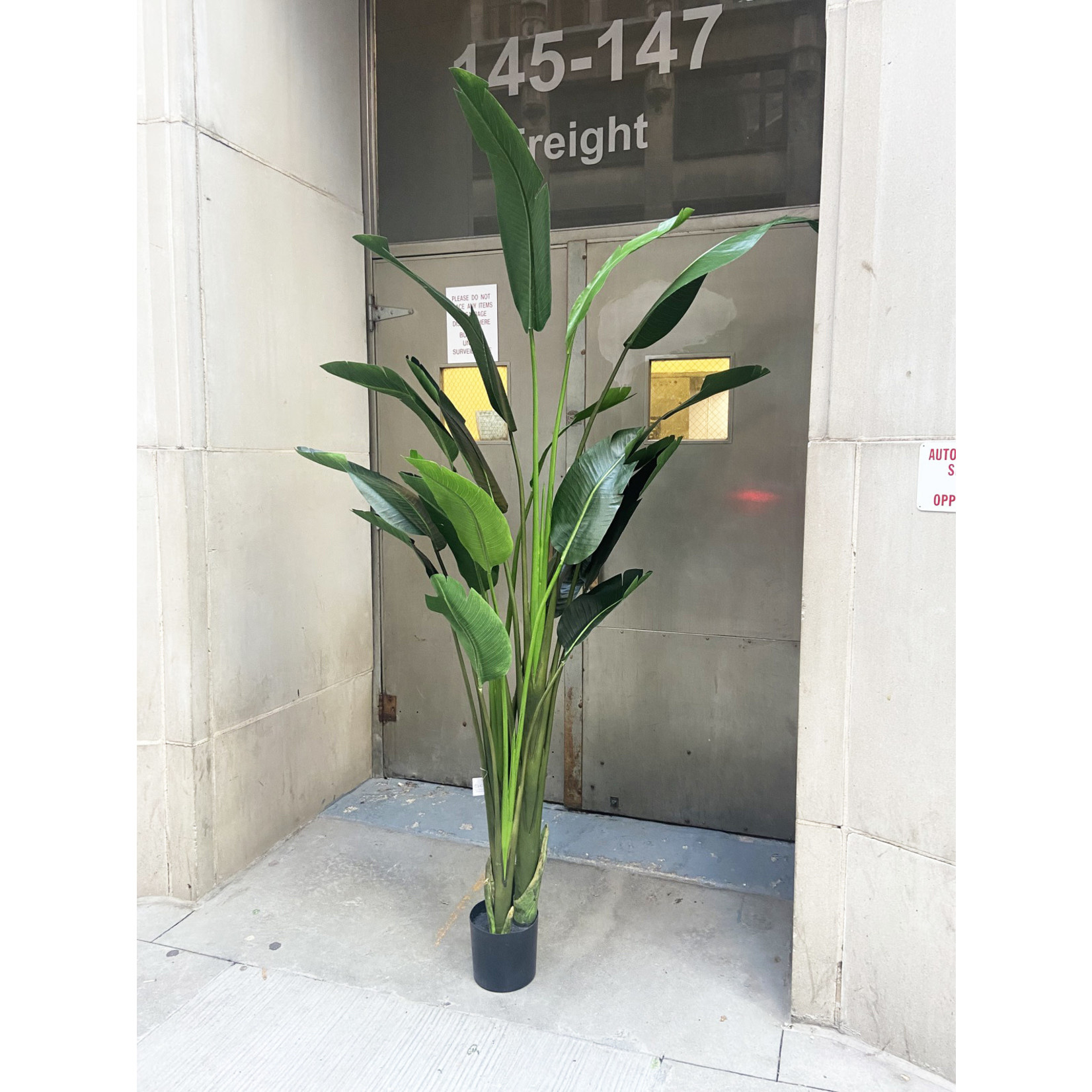 93" BIRD OF PARADISE PLANT IN POT GREEN