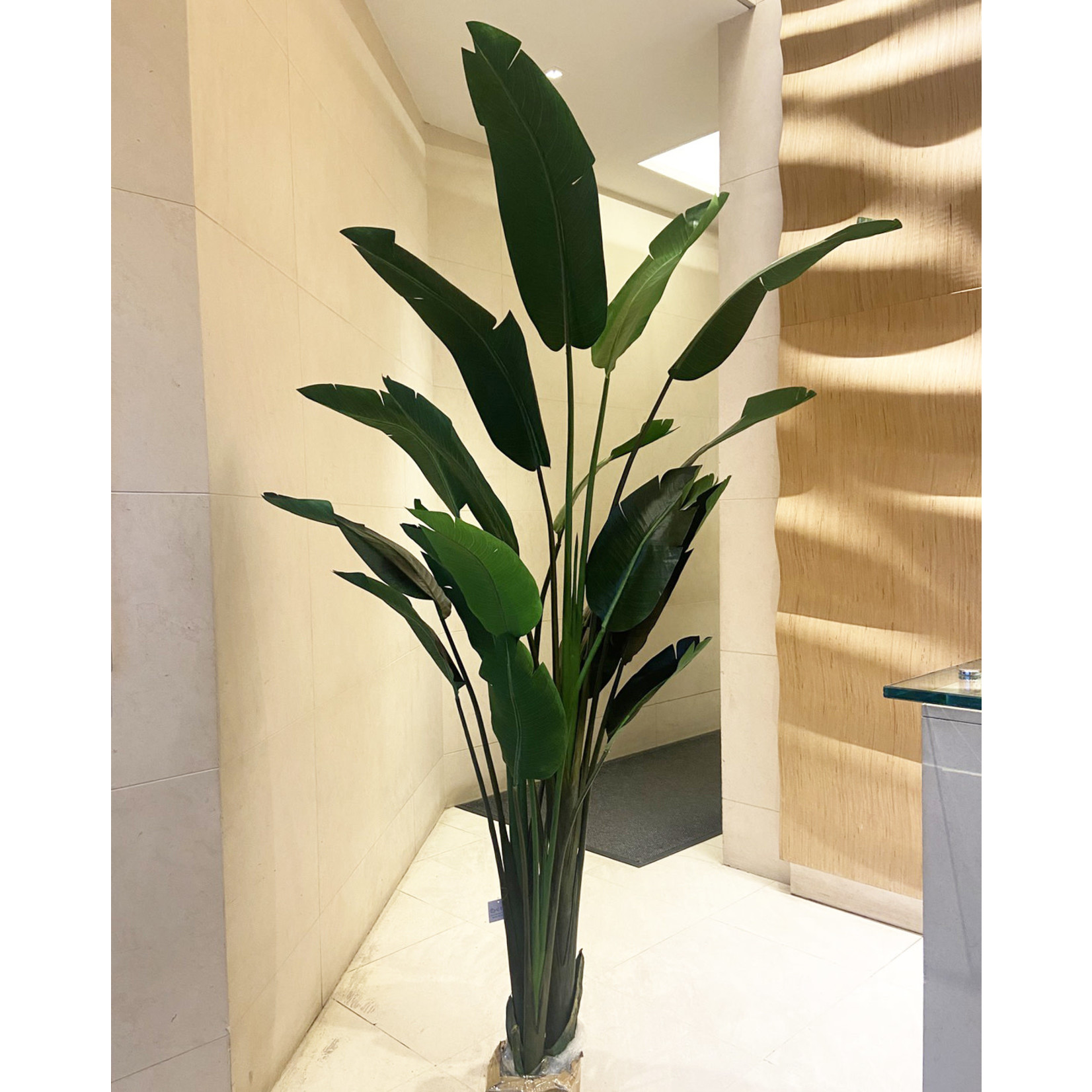 93" BIRD OF PARADISE PLANT IN POT GREEN