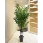 CTA266-GN: 6' ARECA PALM TREE IN POT GREEN
