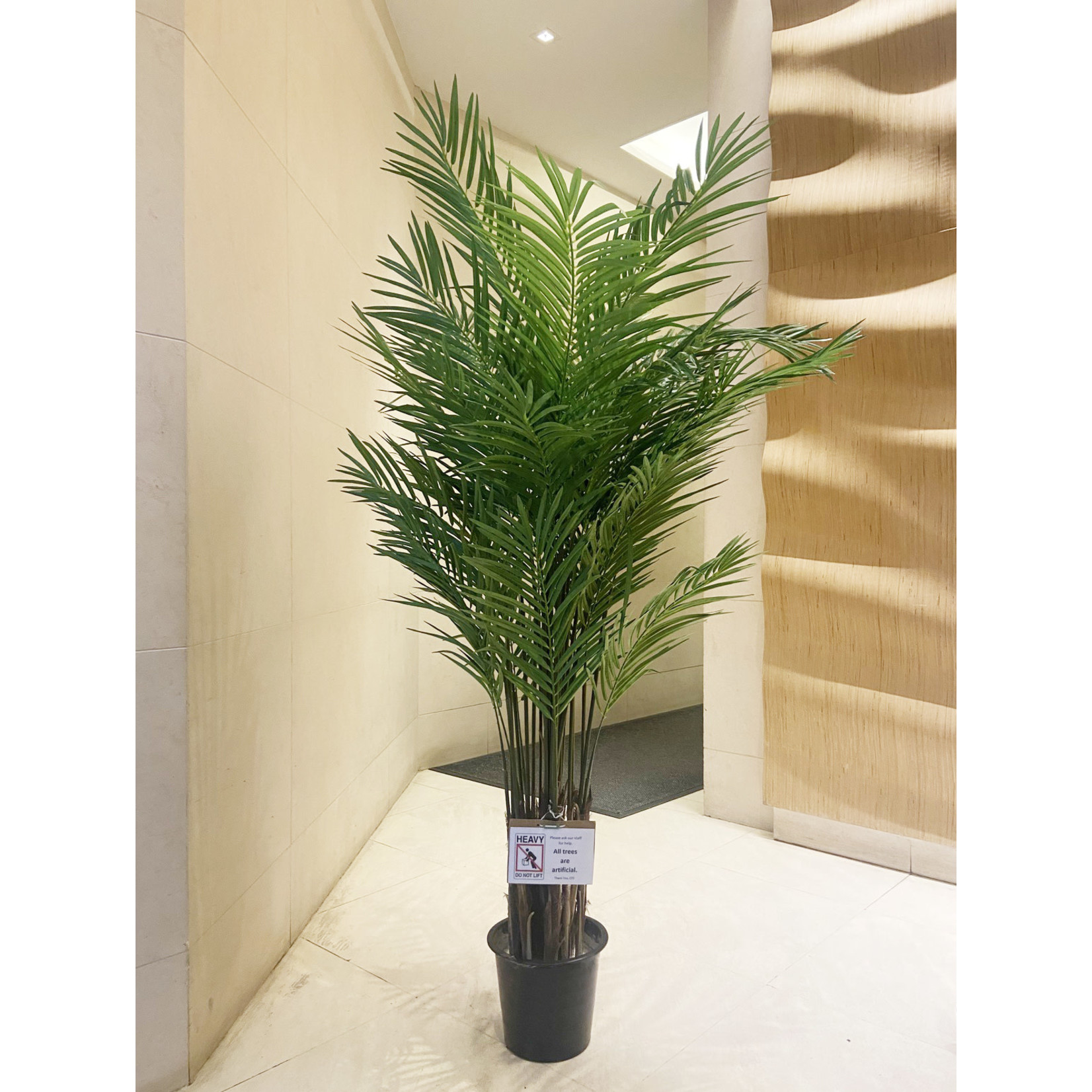 6' ARECA PALM TREE IN POT GREEN