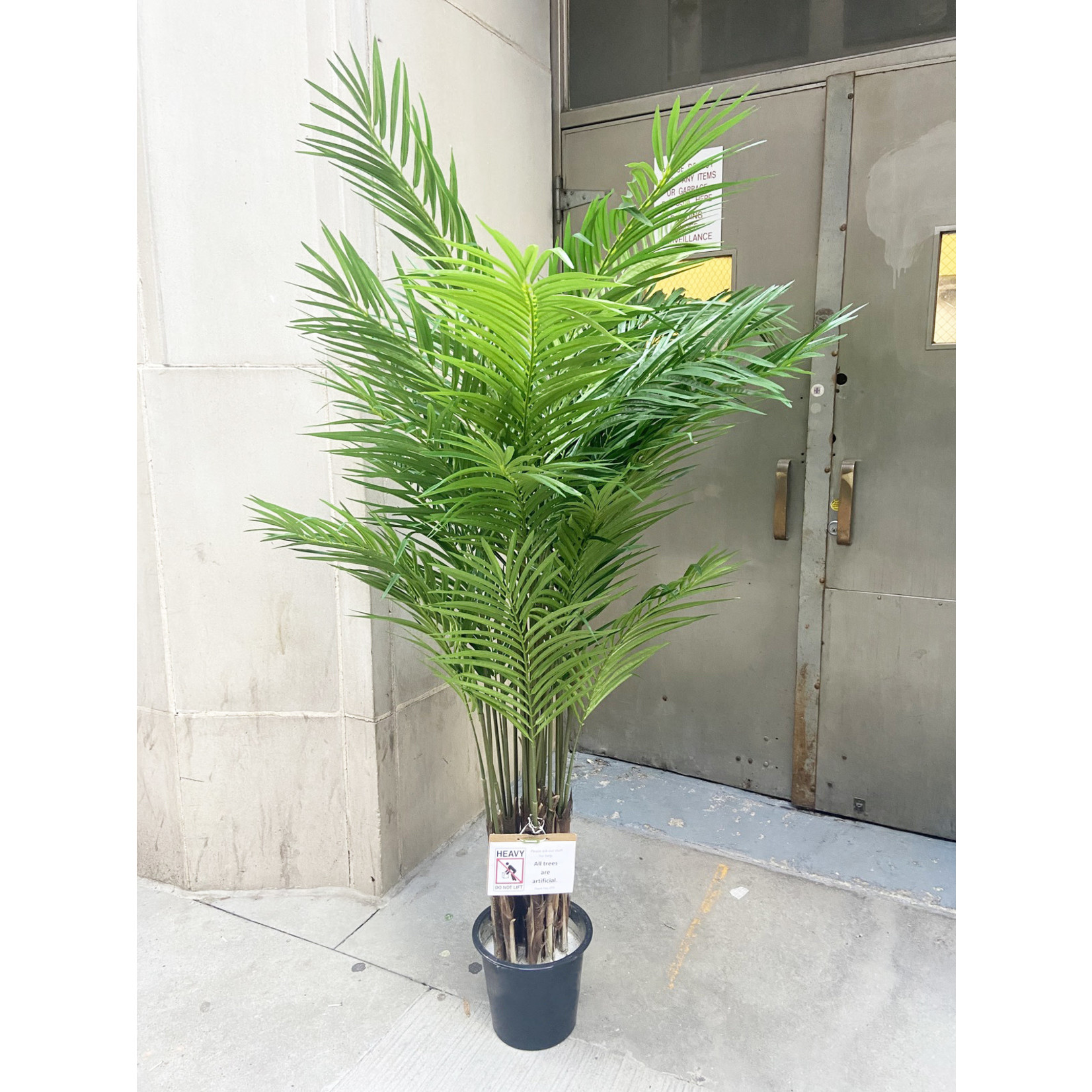 6' ARECA PALM TREE IN POT GREEN