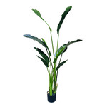 CTB065-GN: 5' BIRD OF PARADISE PLANT IN POT GREEN