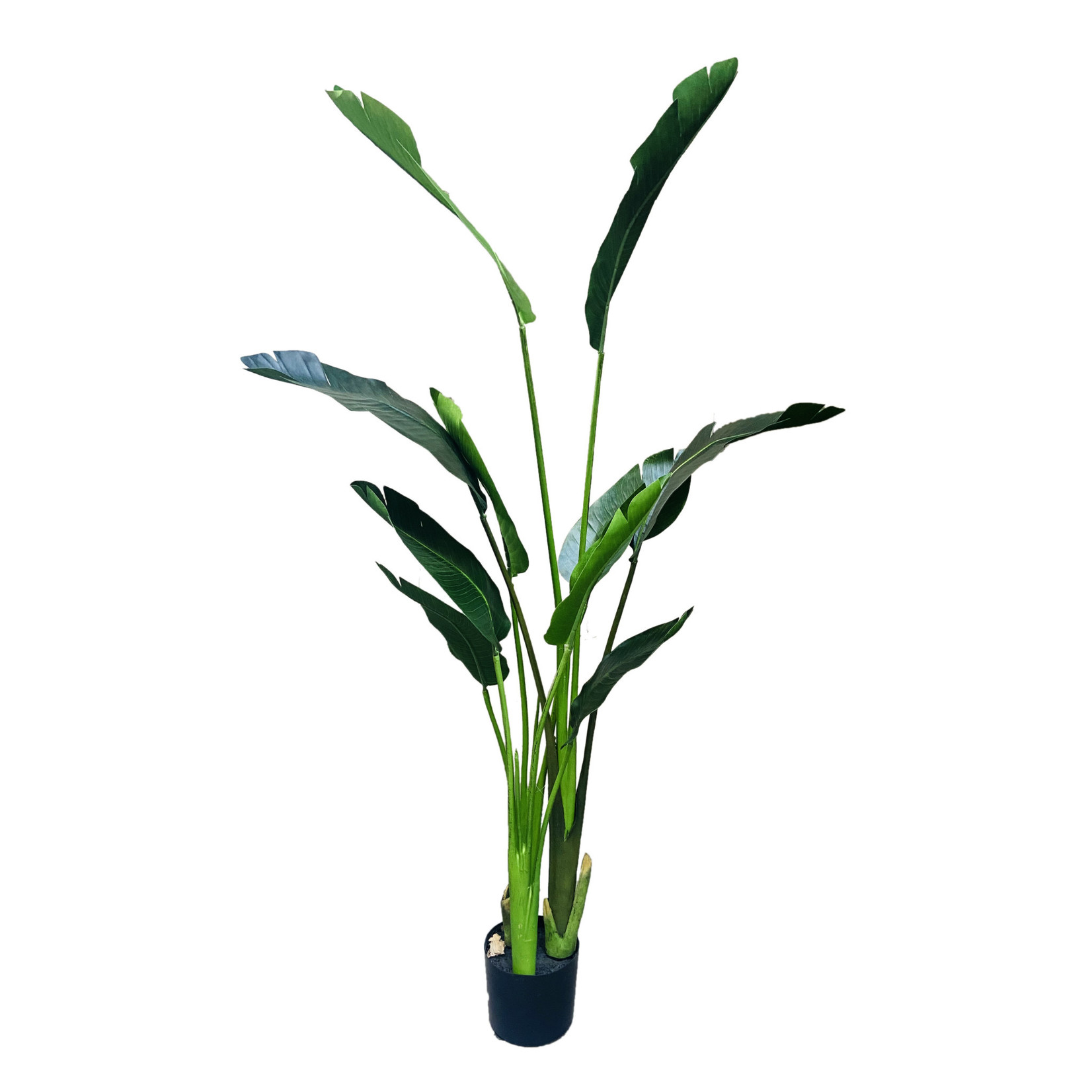 5' BIRD OF PARADISE PLANT IN POT GREEN