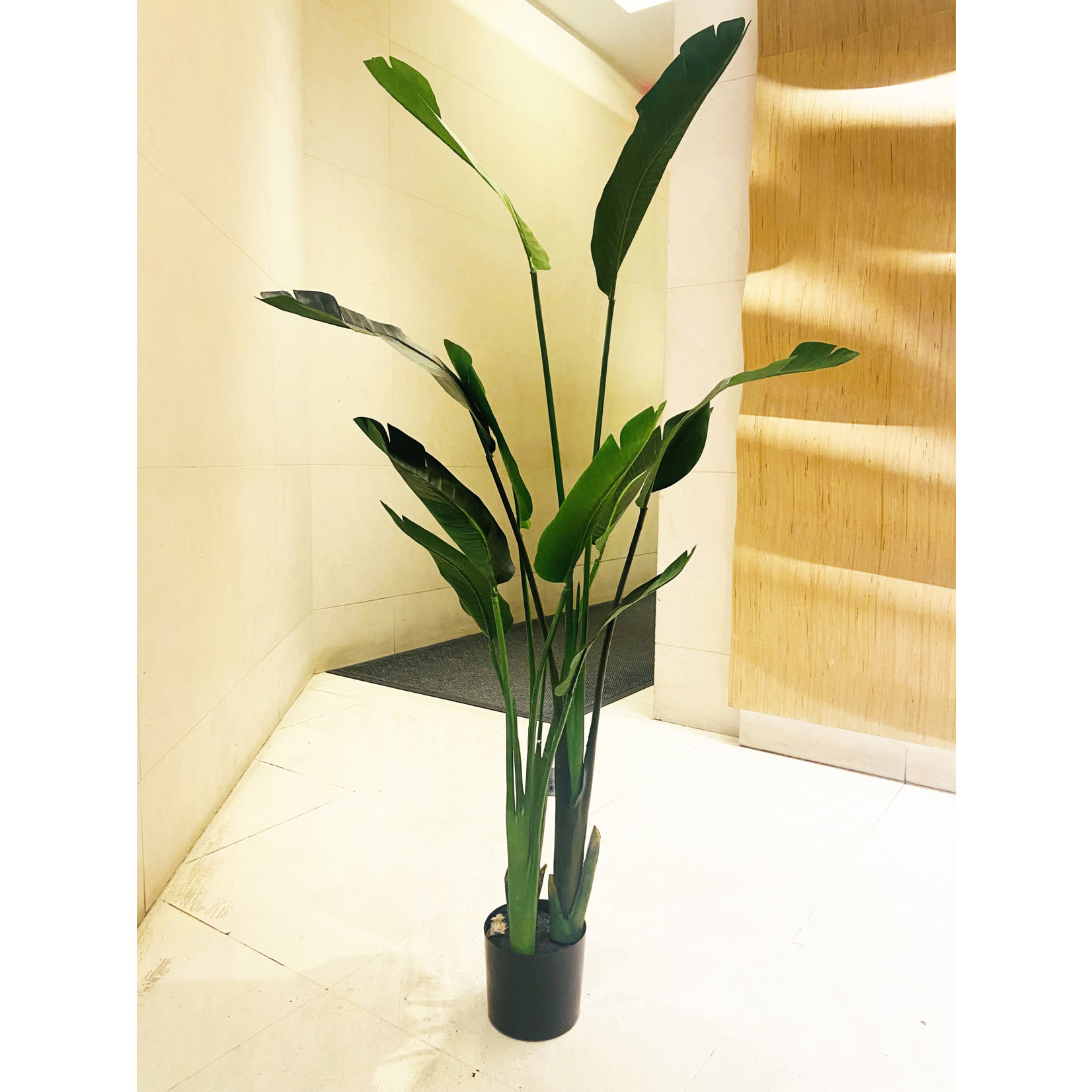 5' BIRD OF PARADISE PLANT IN POT GREEN