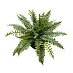 CGF029-GN: 19" NEW BOSTON FERN BUSH GREEN