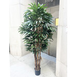 CTR137-GN: 7' RHAPIS TREE IN POT GREEN TWO TONE