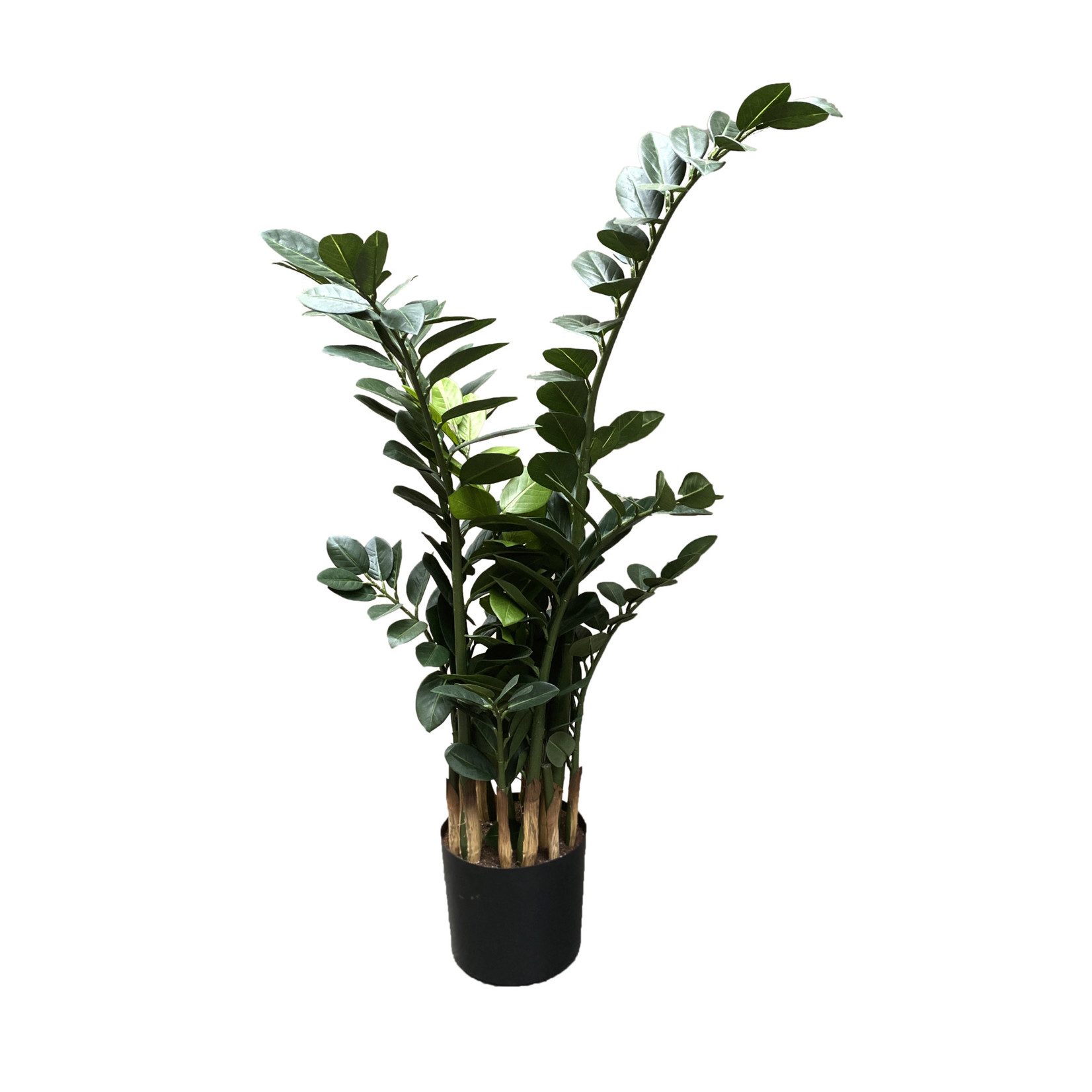 42" ZAMIOCULCAS PLANT IN POT GREEN