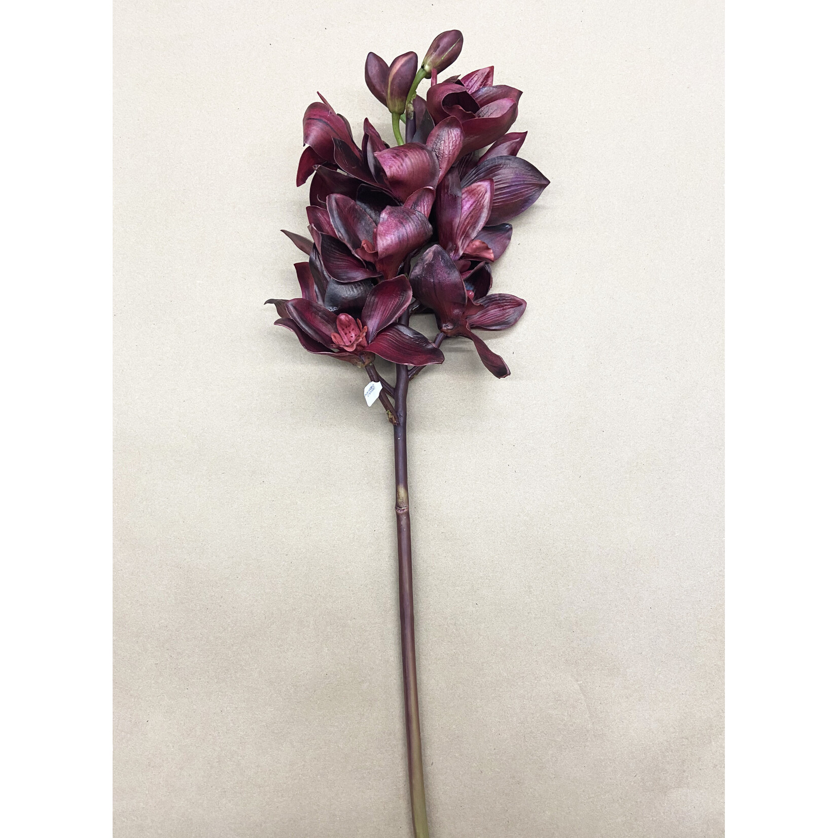 23" CYMBIDIUM ORCHID BLACK