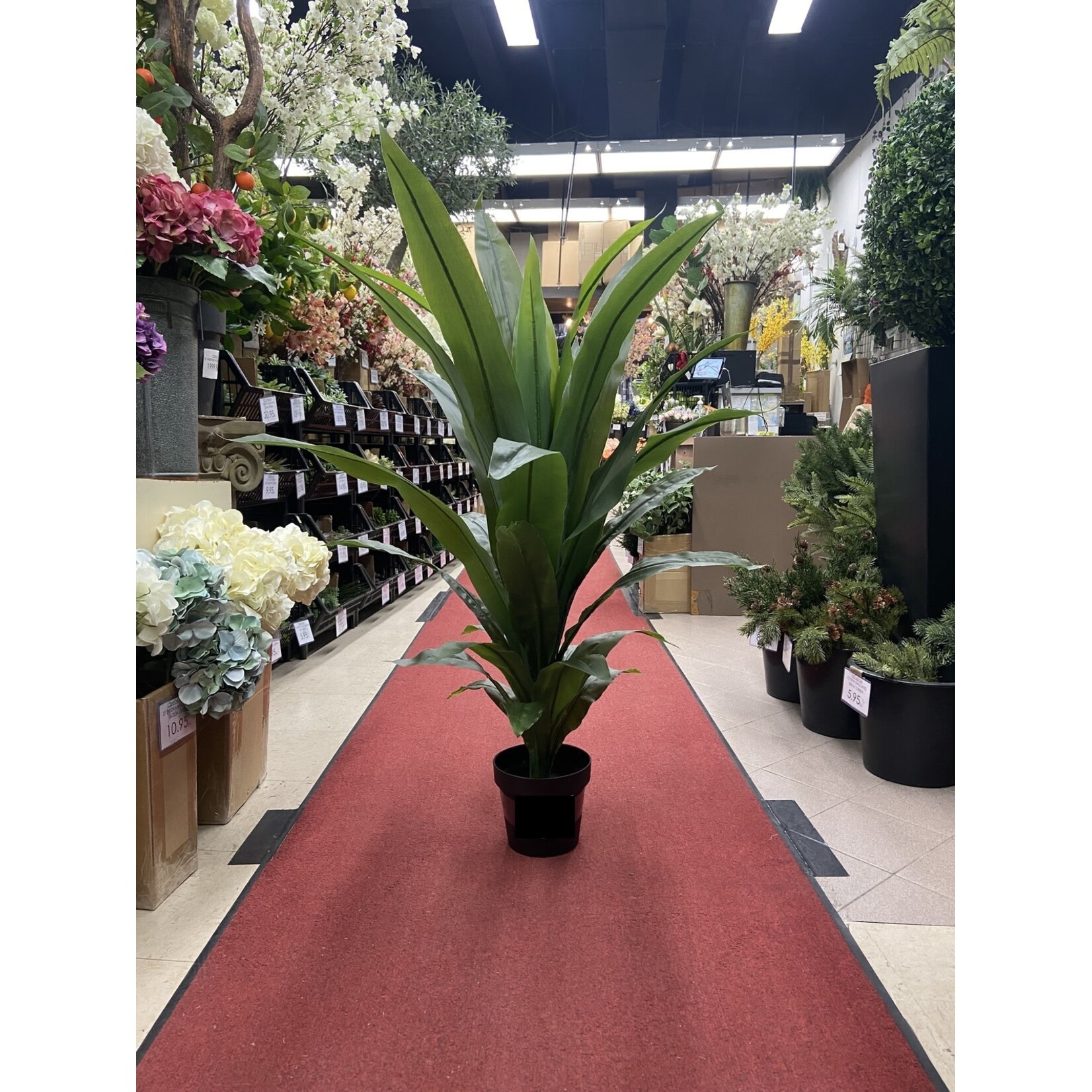 44" DRACENA FRAGANS PLANT IN POT GREEN